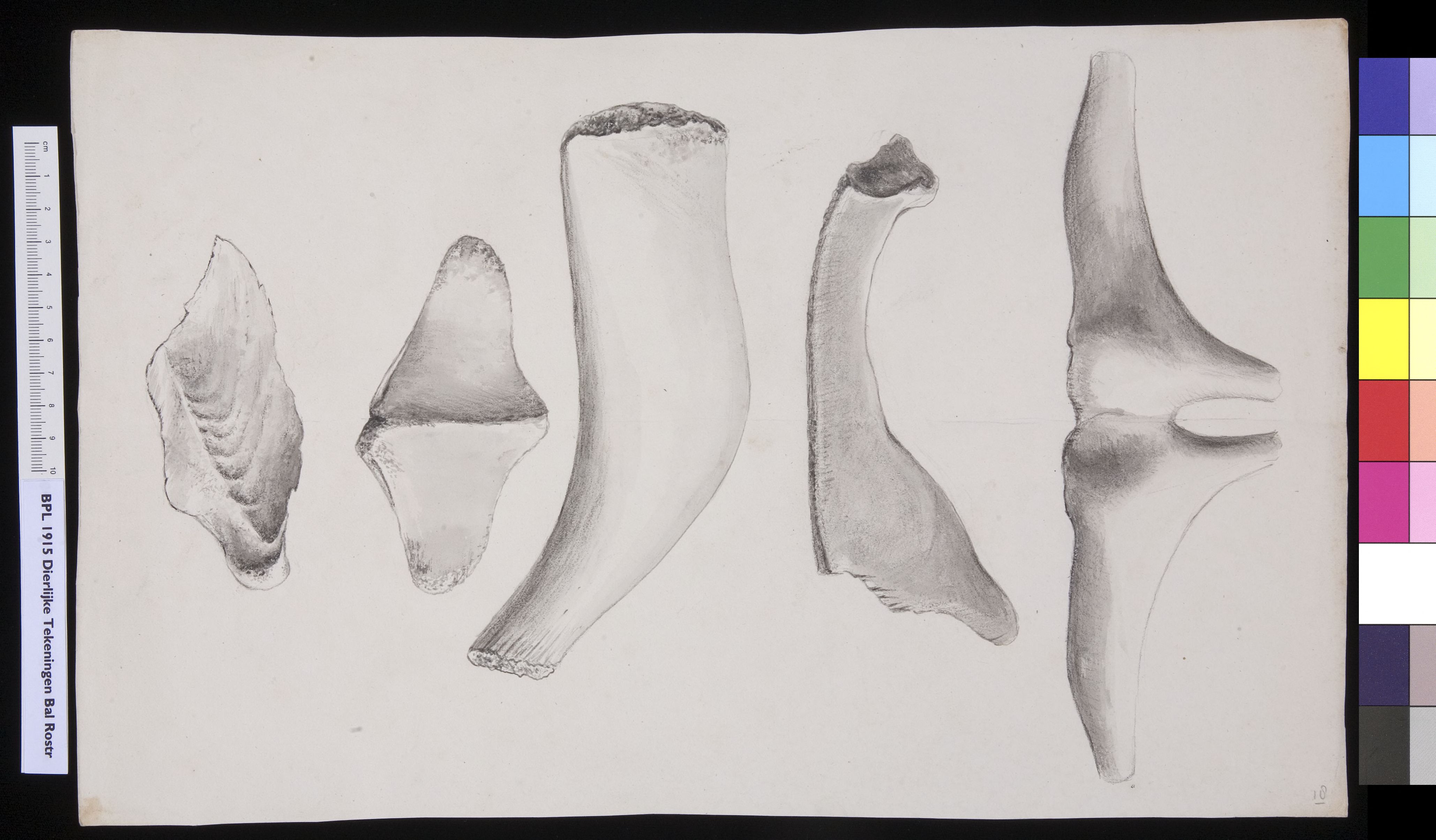 Animals: whale, bones