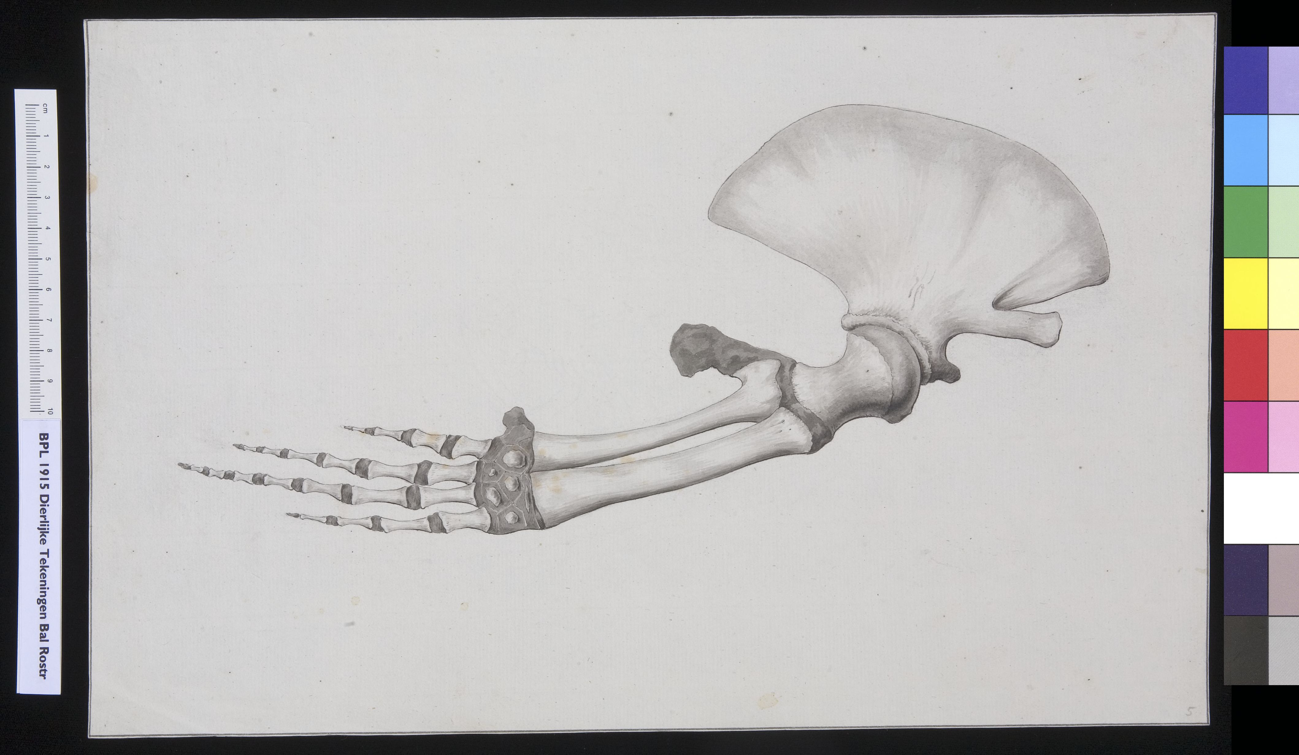 Animals: whale, fin (bones)