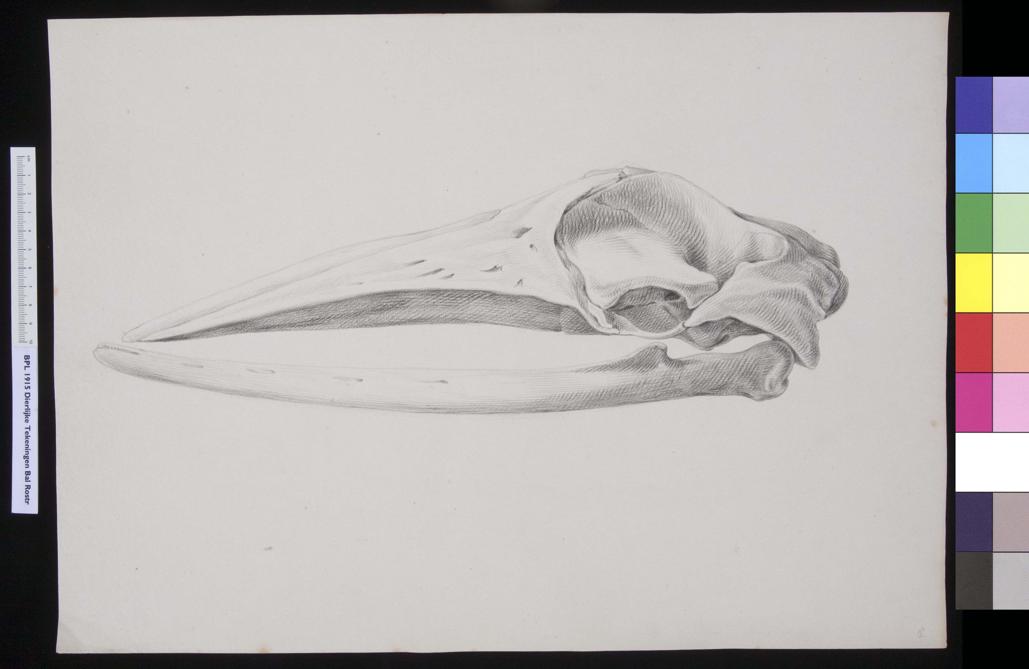 Animals: whale, skull