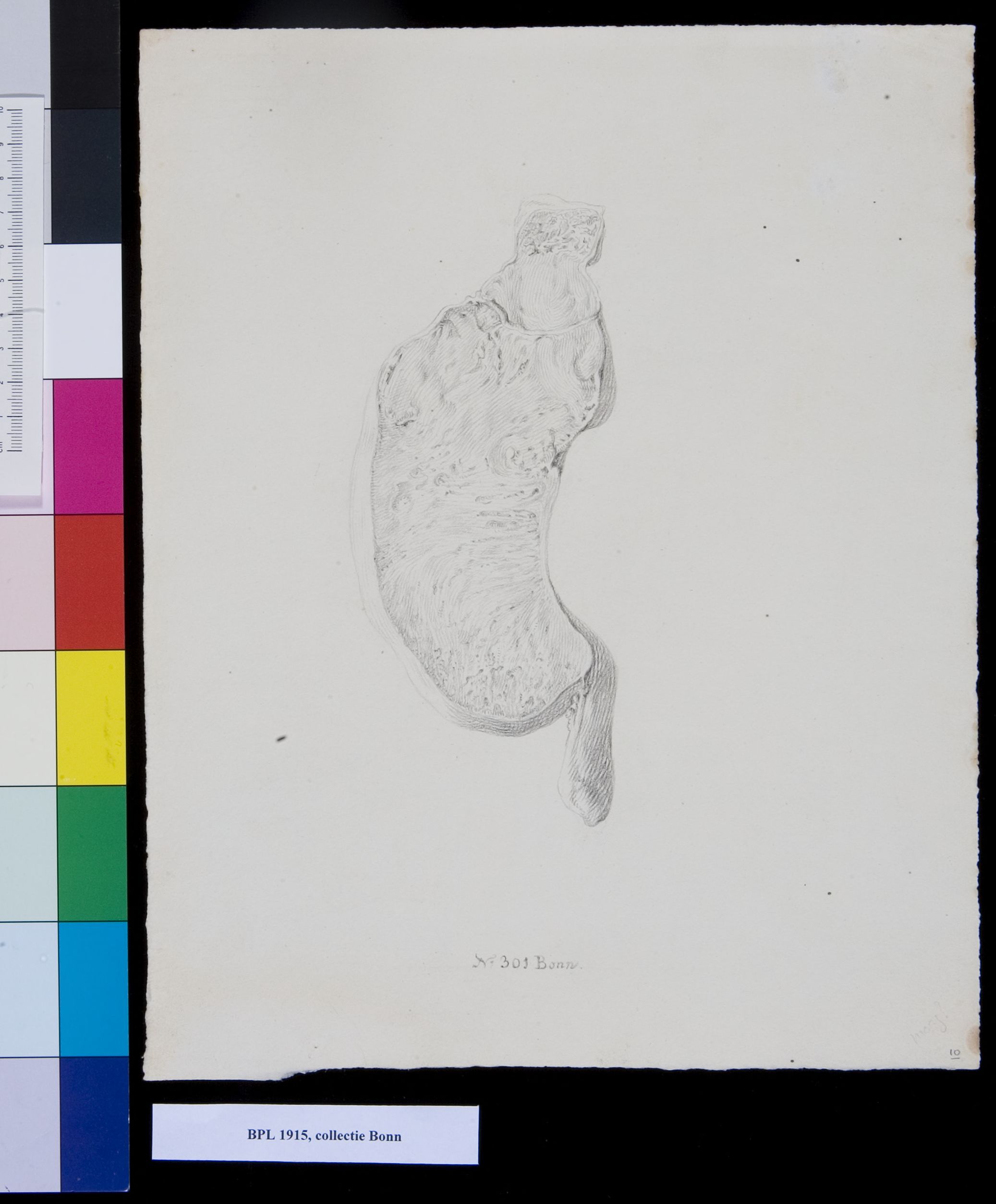 Stomach?, cross section