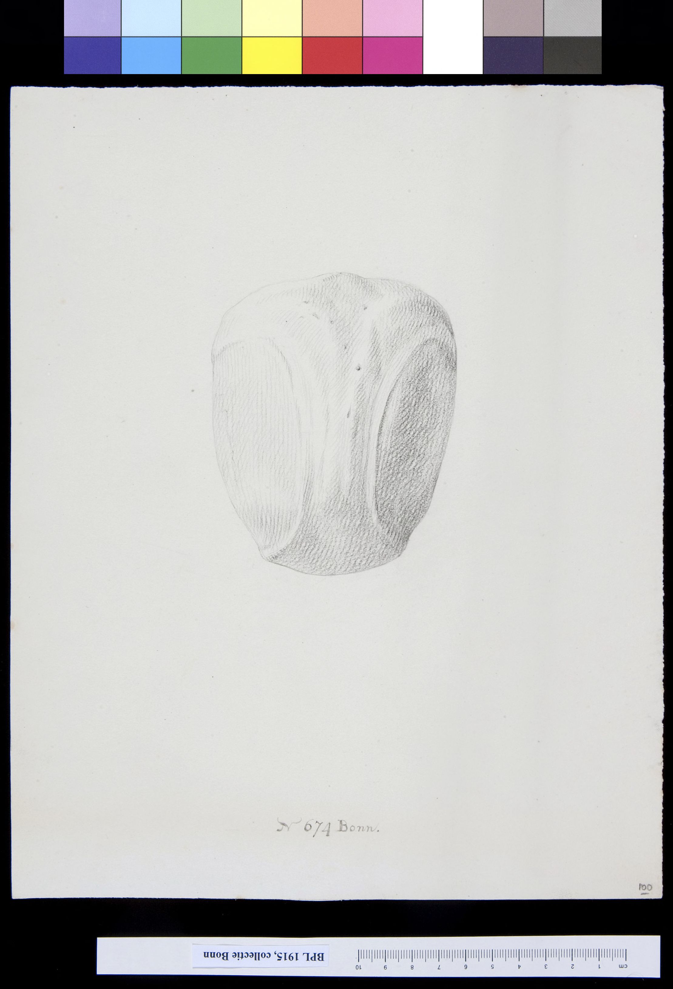 Skull, view from above