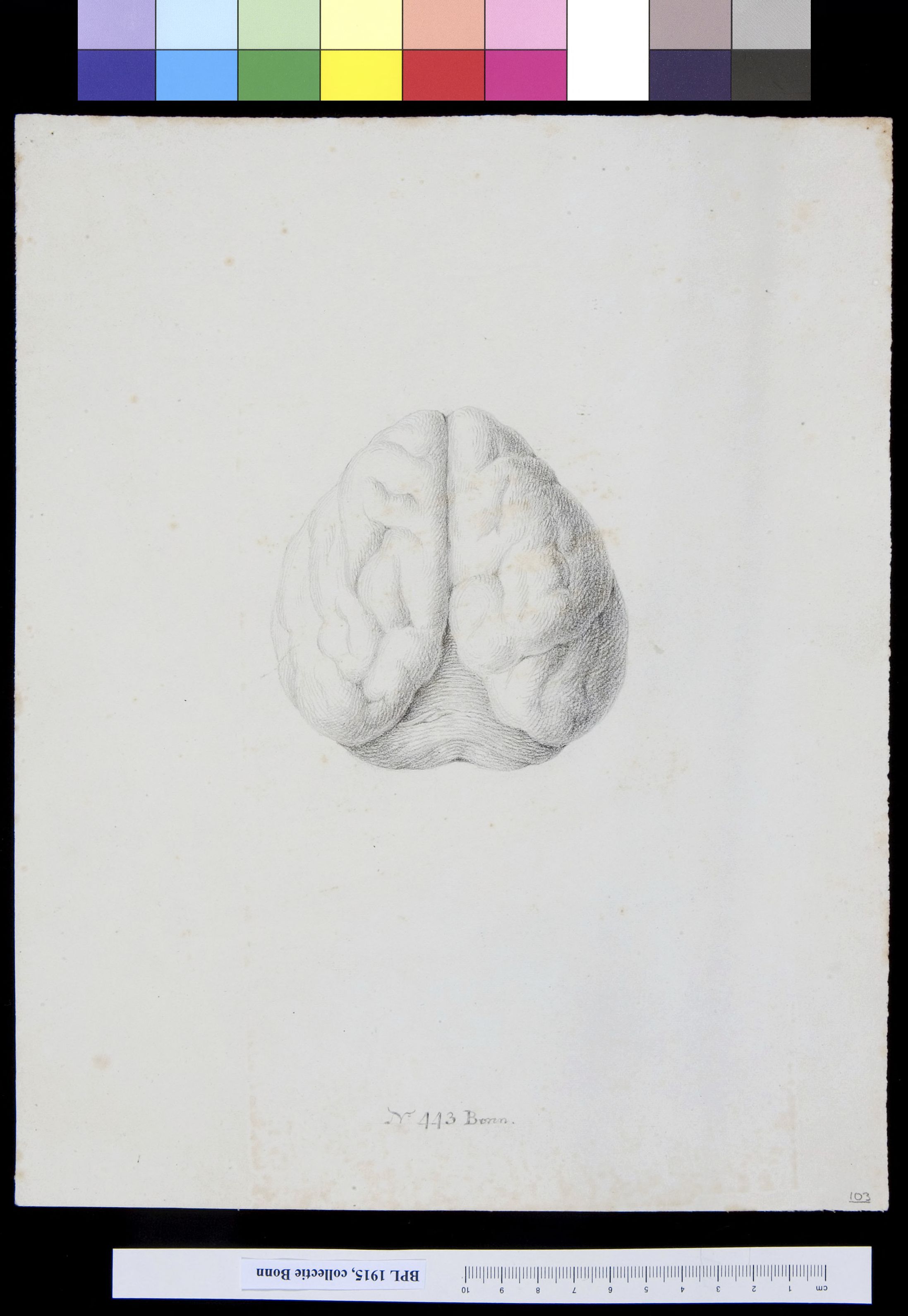Brain
