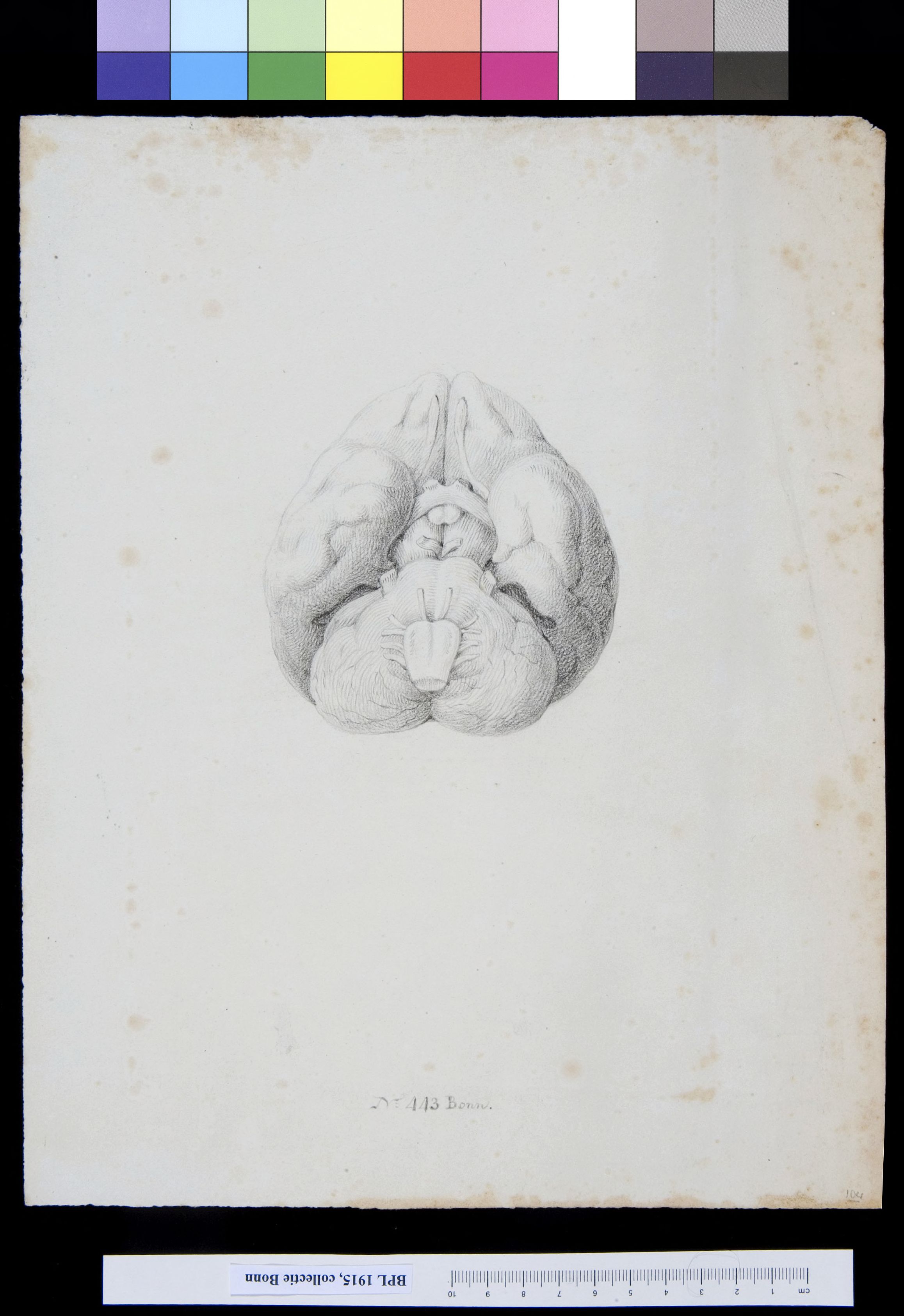 Brain