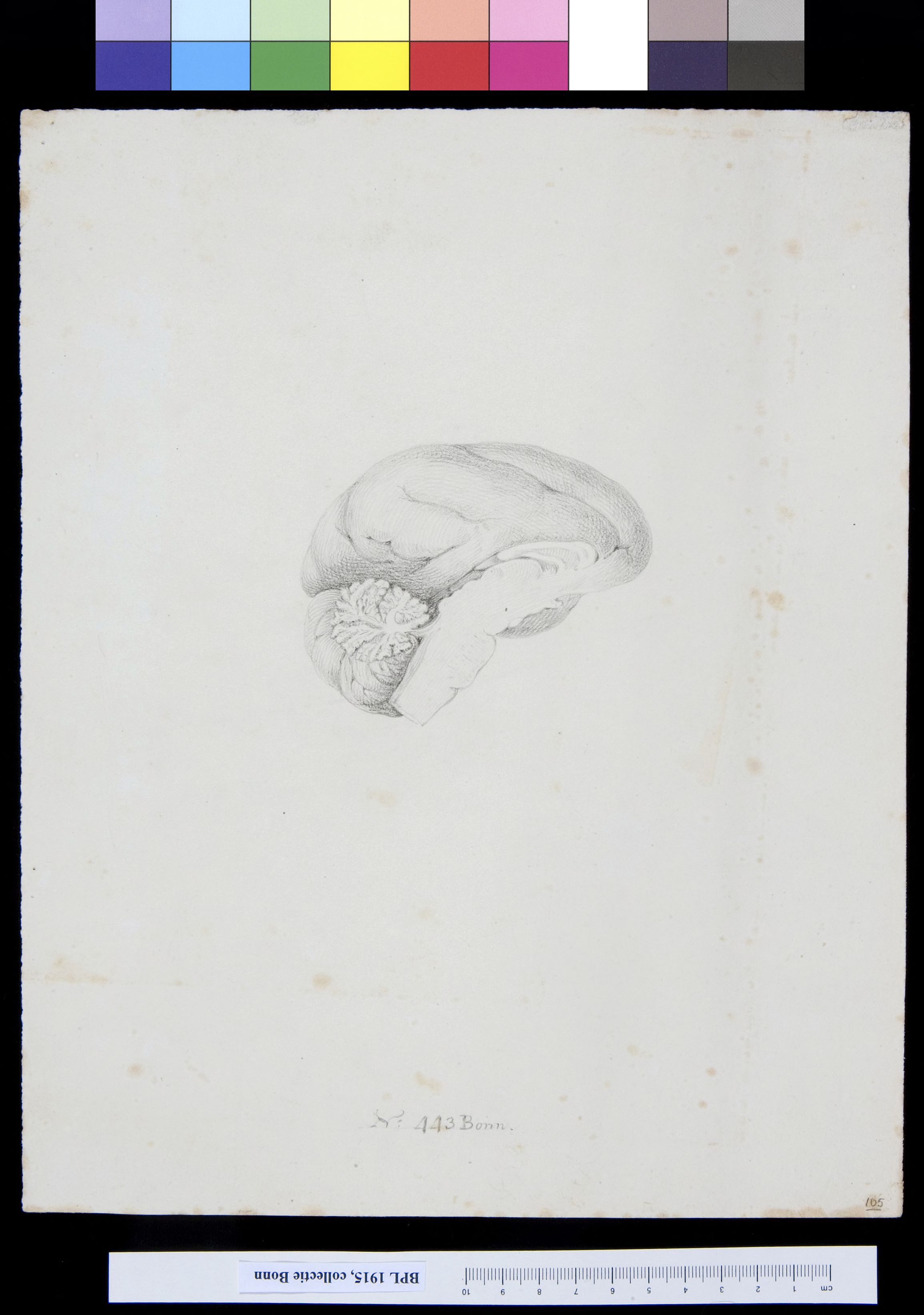 Brain