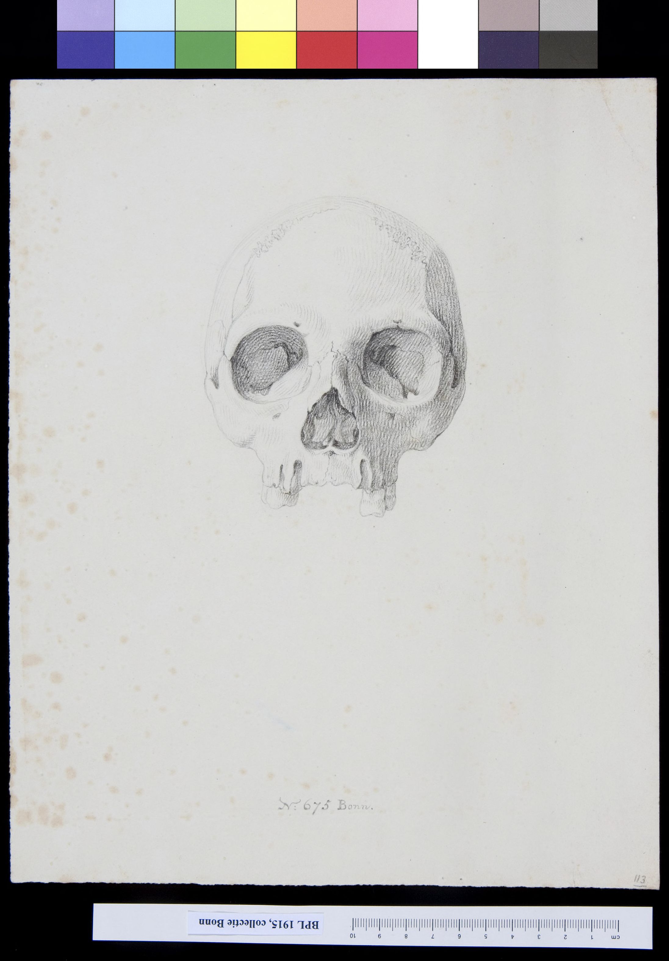 Skull, frontal view
