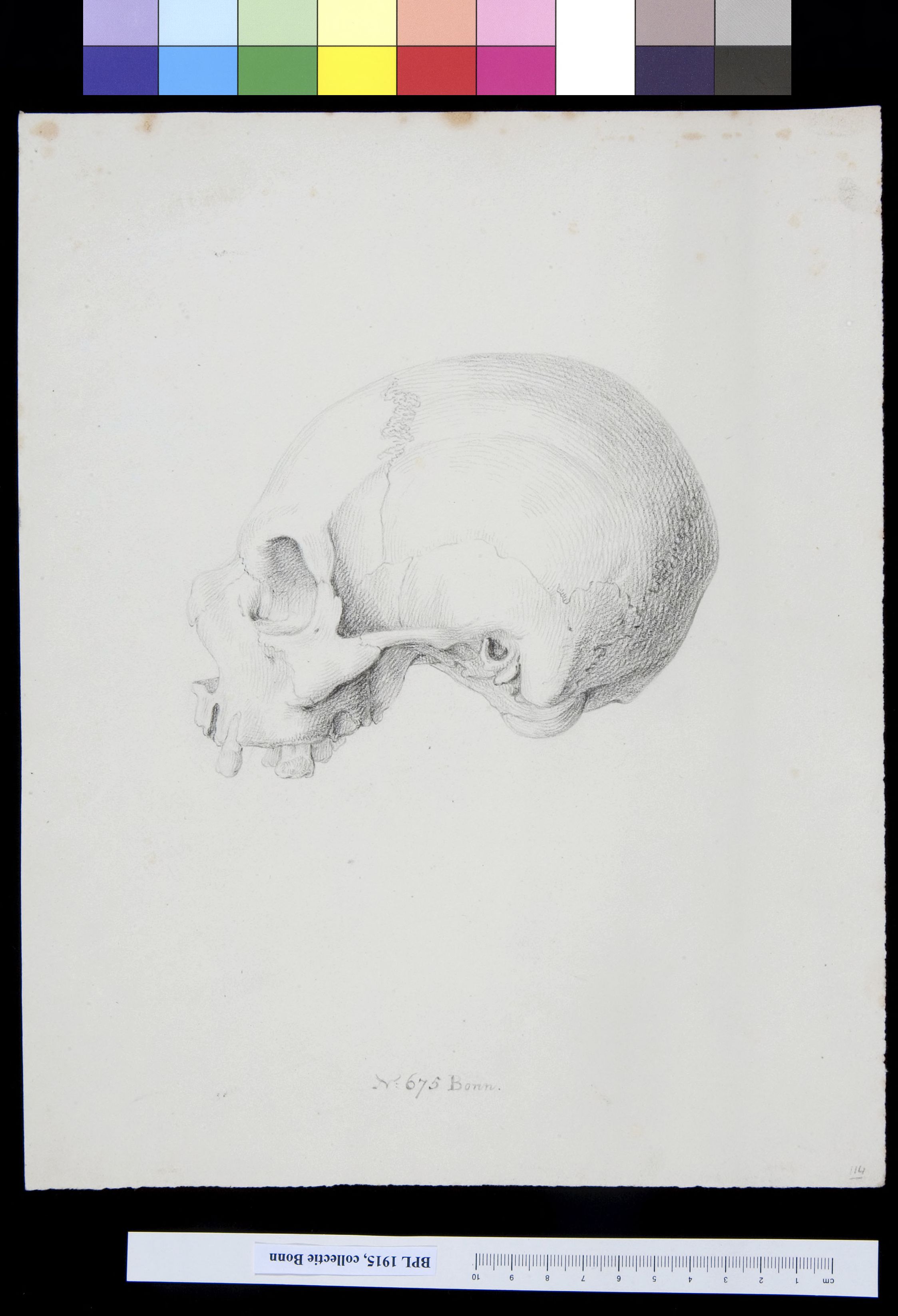 Skull, lateral view