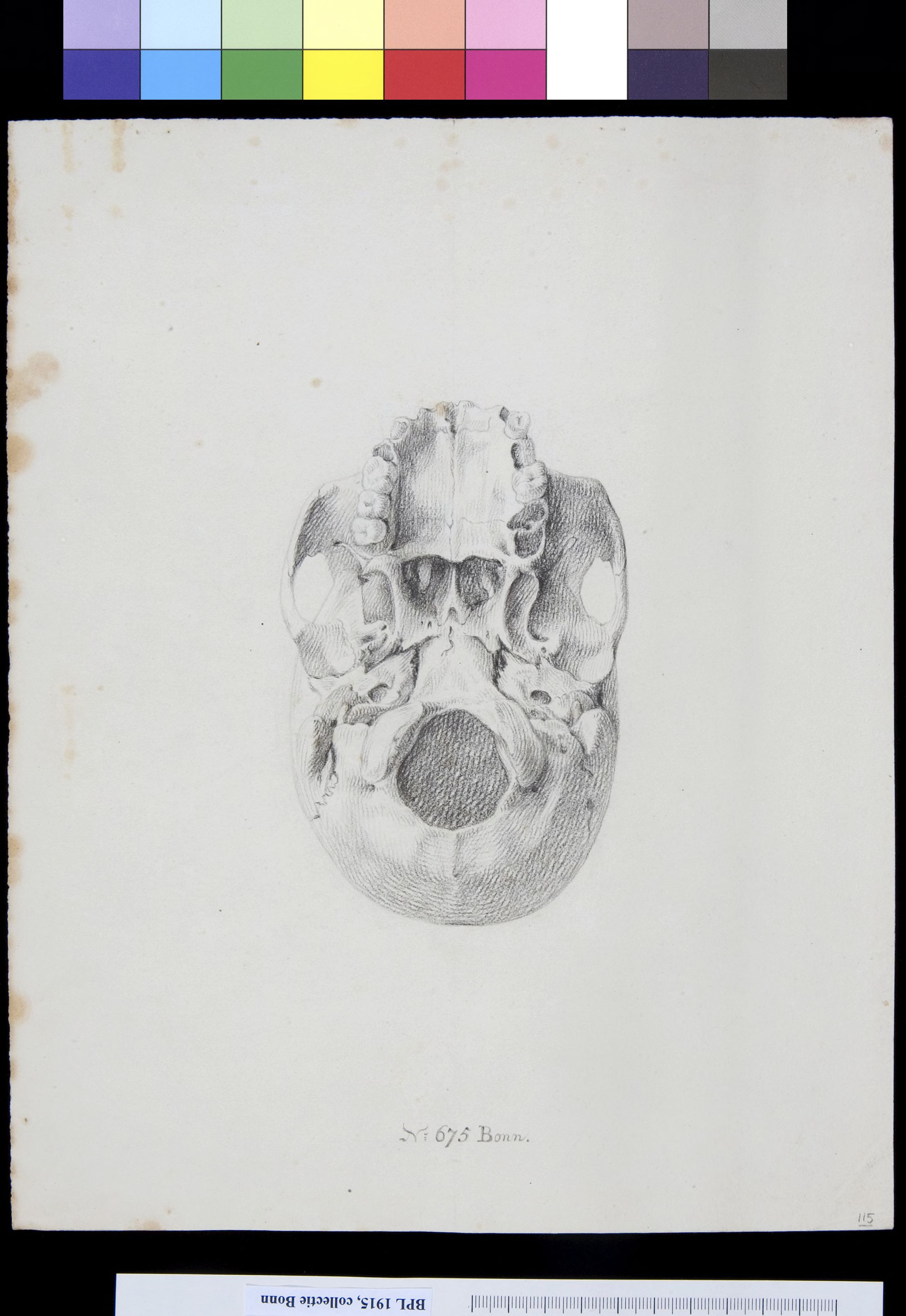 Skull, view from below