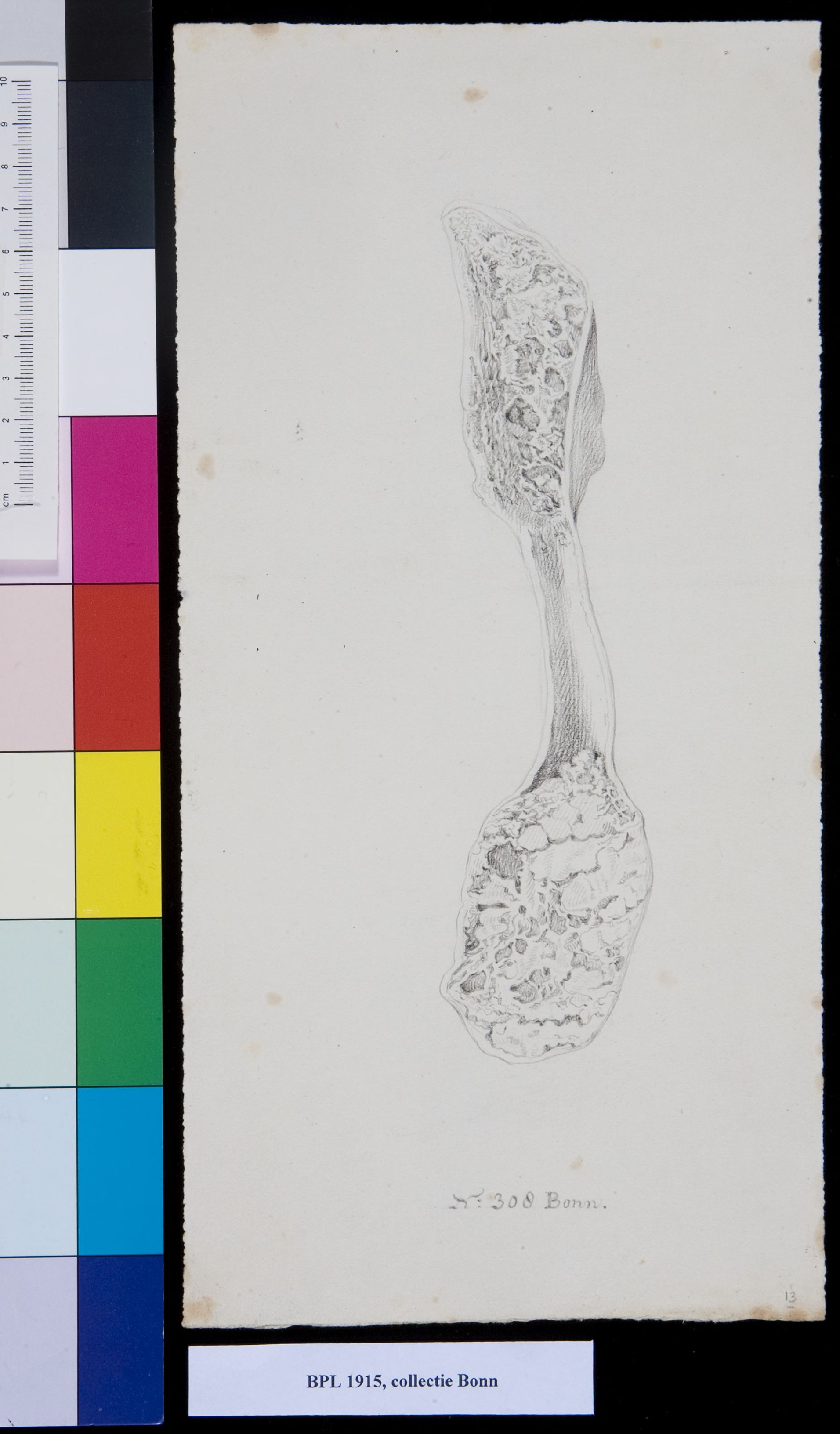Bone of the finger (phalanx bone), cross section