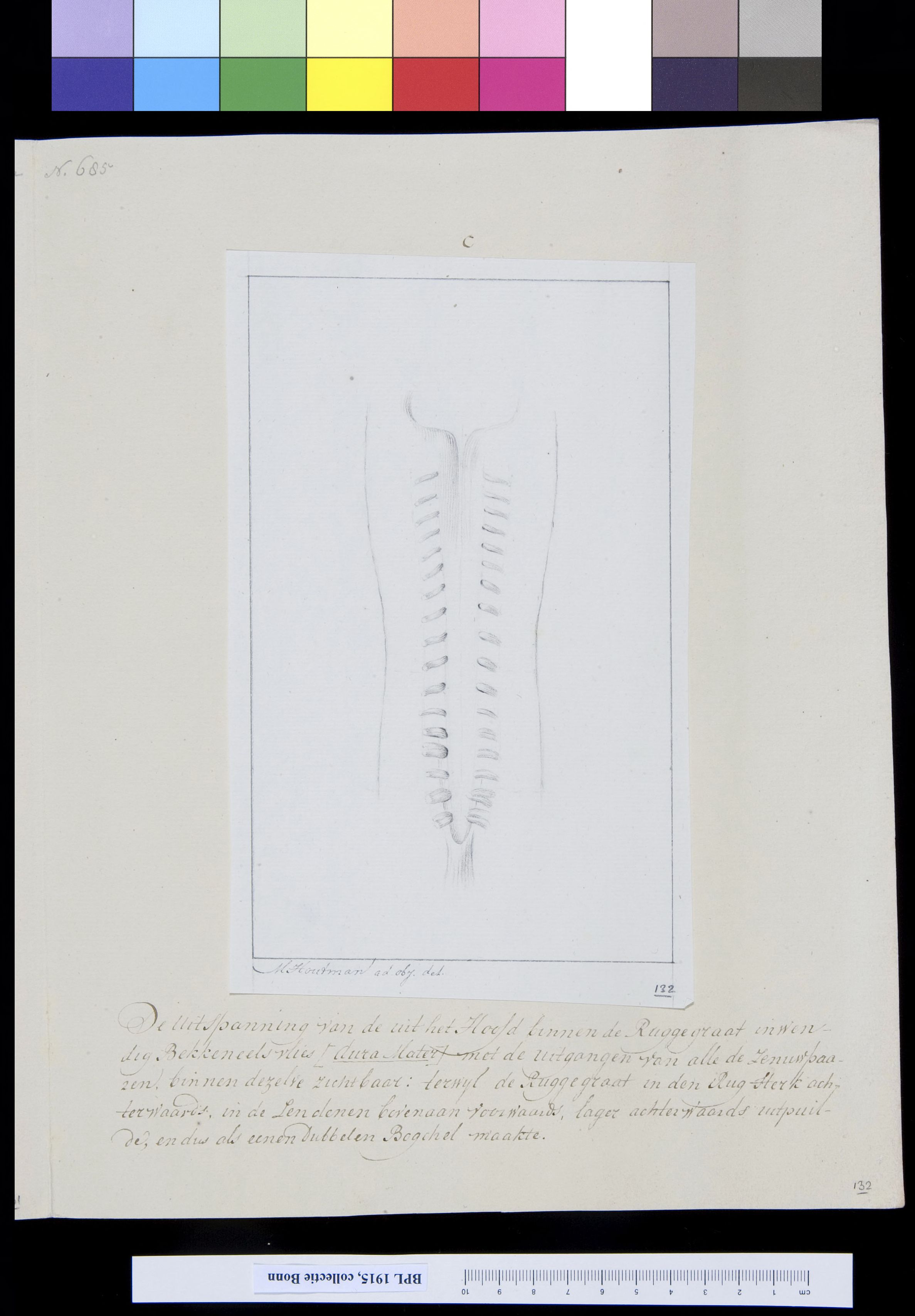 Vertebrae