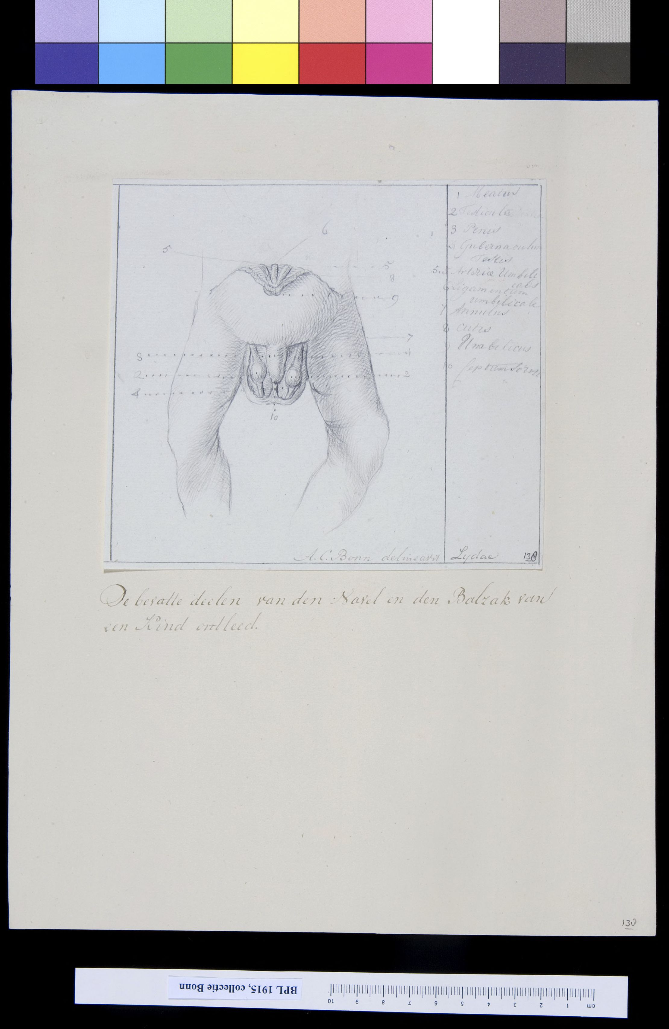 Dissection of the male genitals