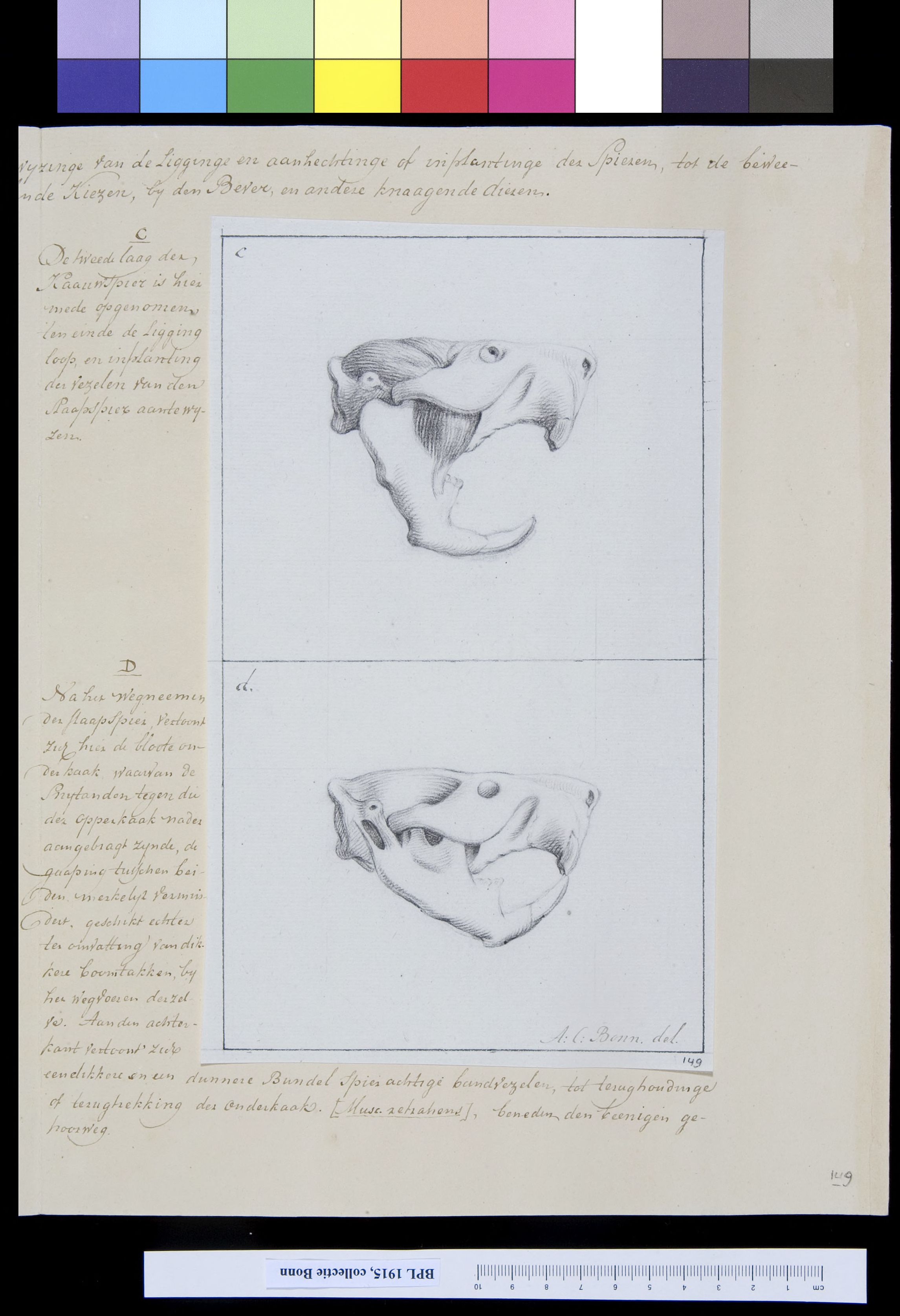 Animals: skull of a beaver