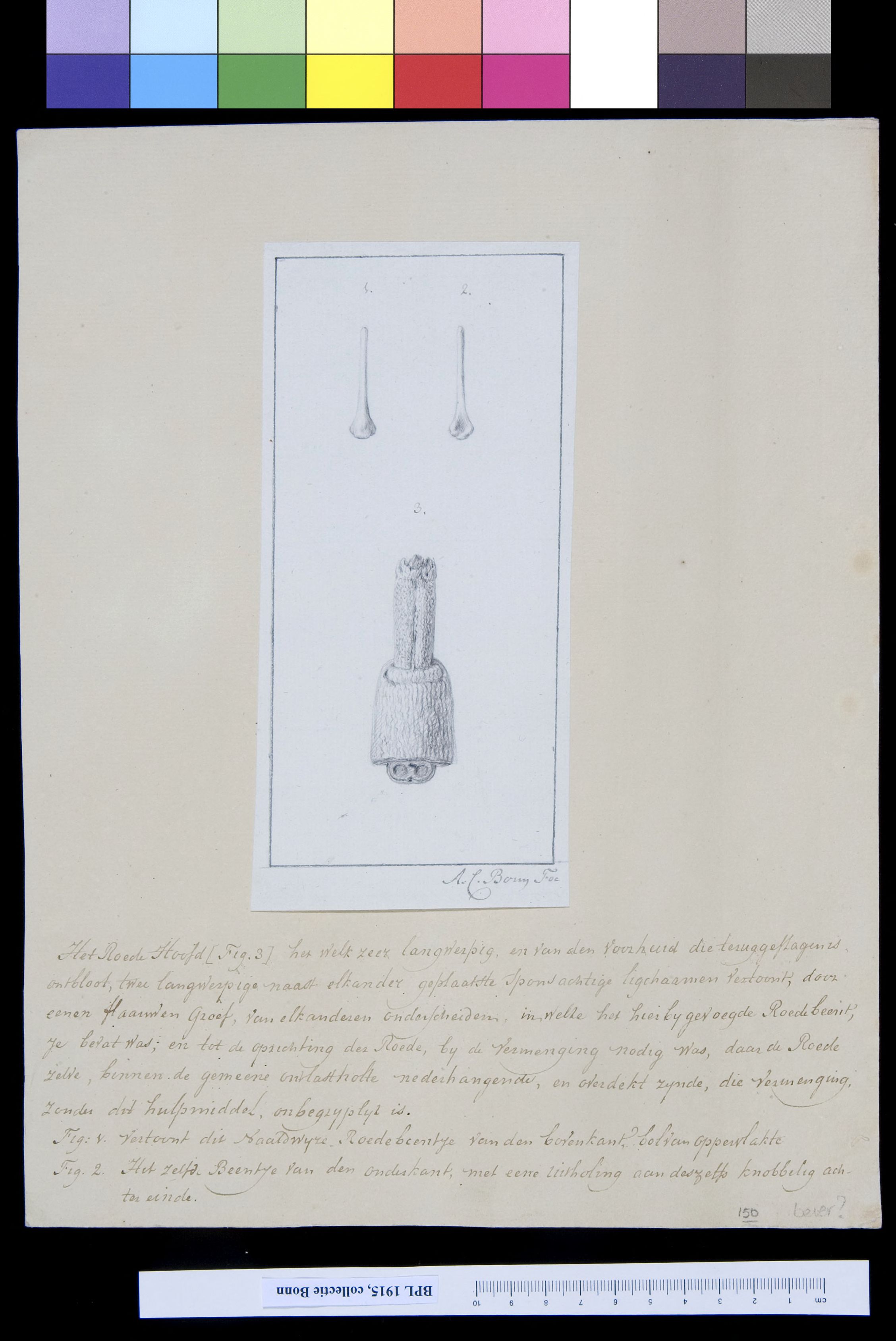 Animals: scrotum (of a beaver?)