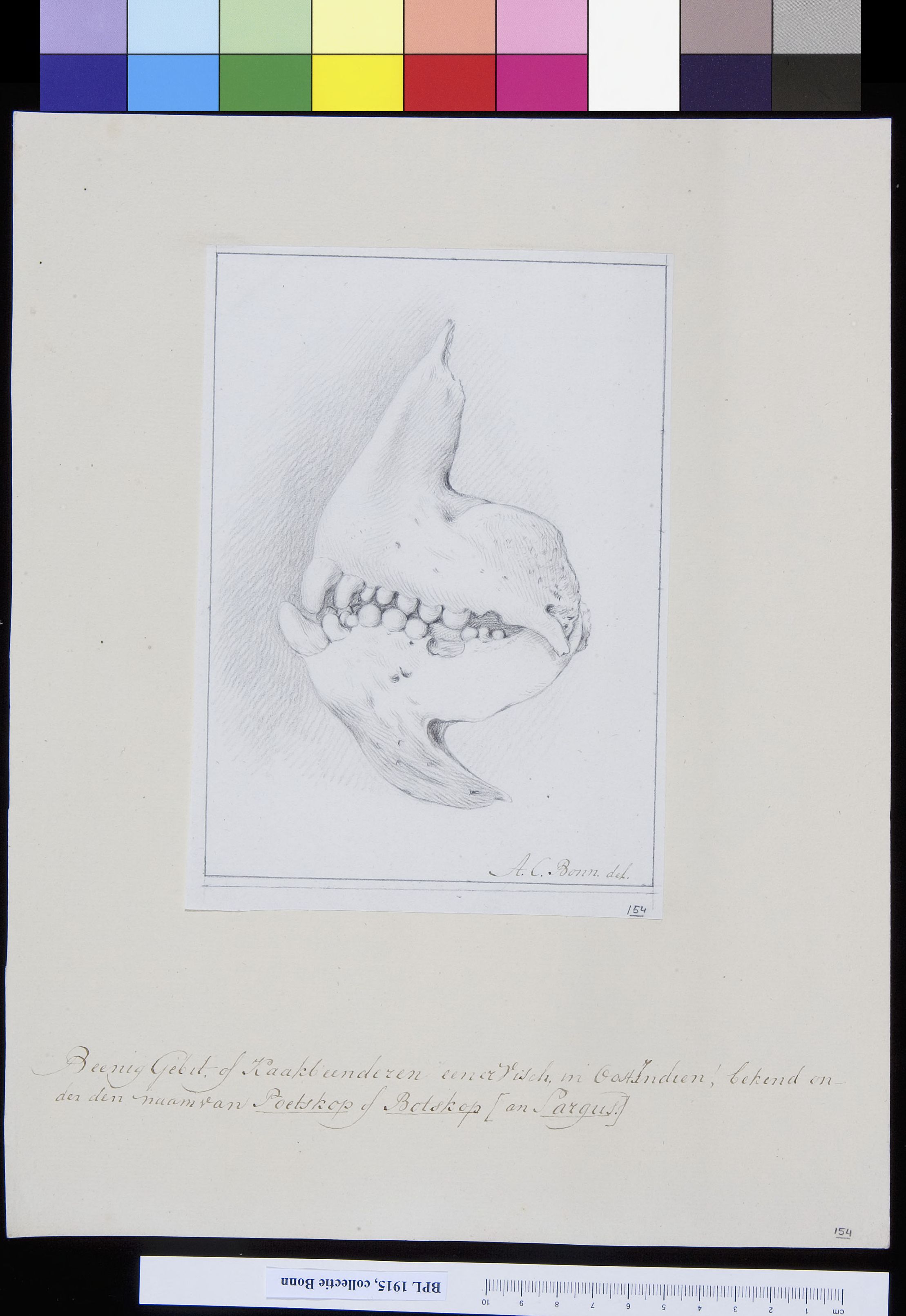 Animals: both jaws of a fish