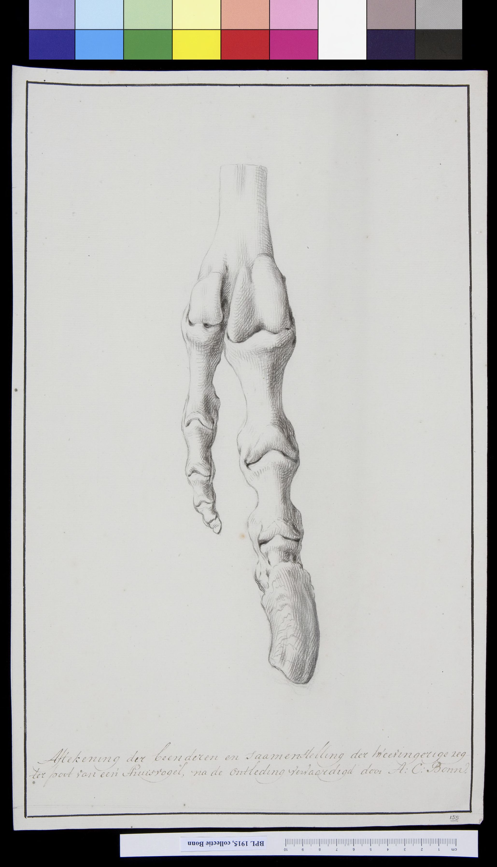 Animals: foot of an ostrich