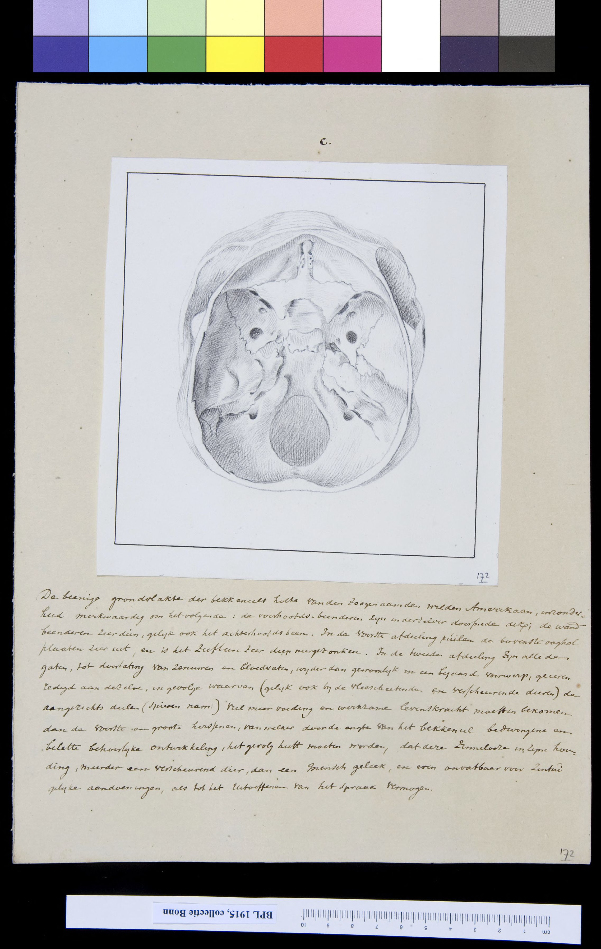 Skull, view from below
