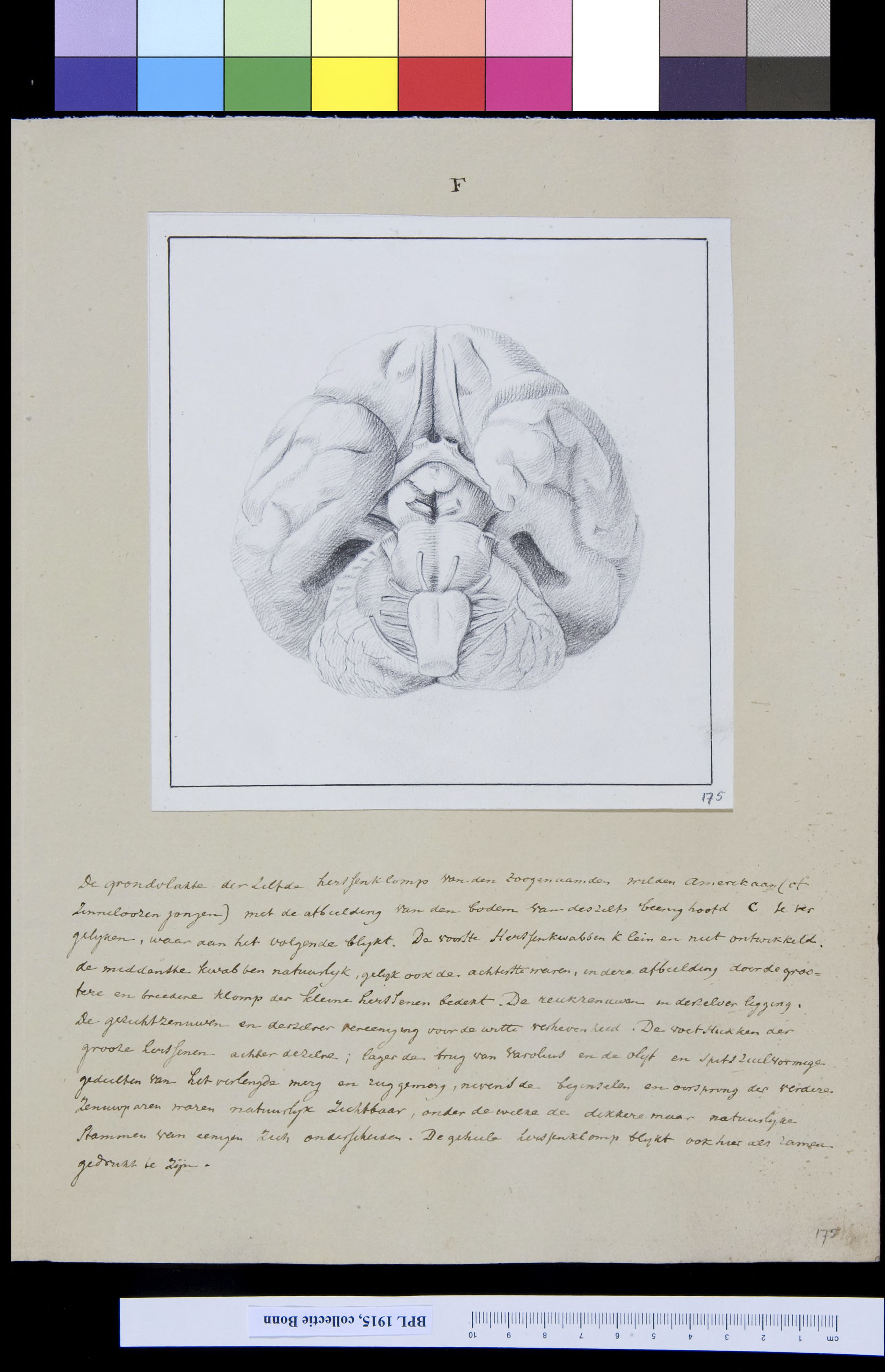 Brain seen from below