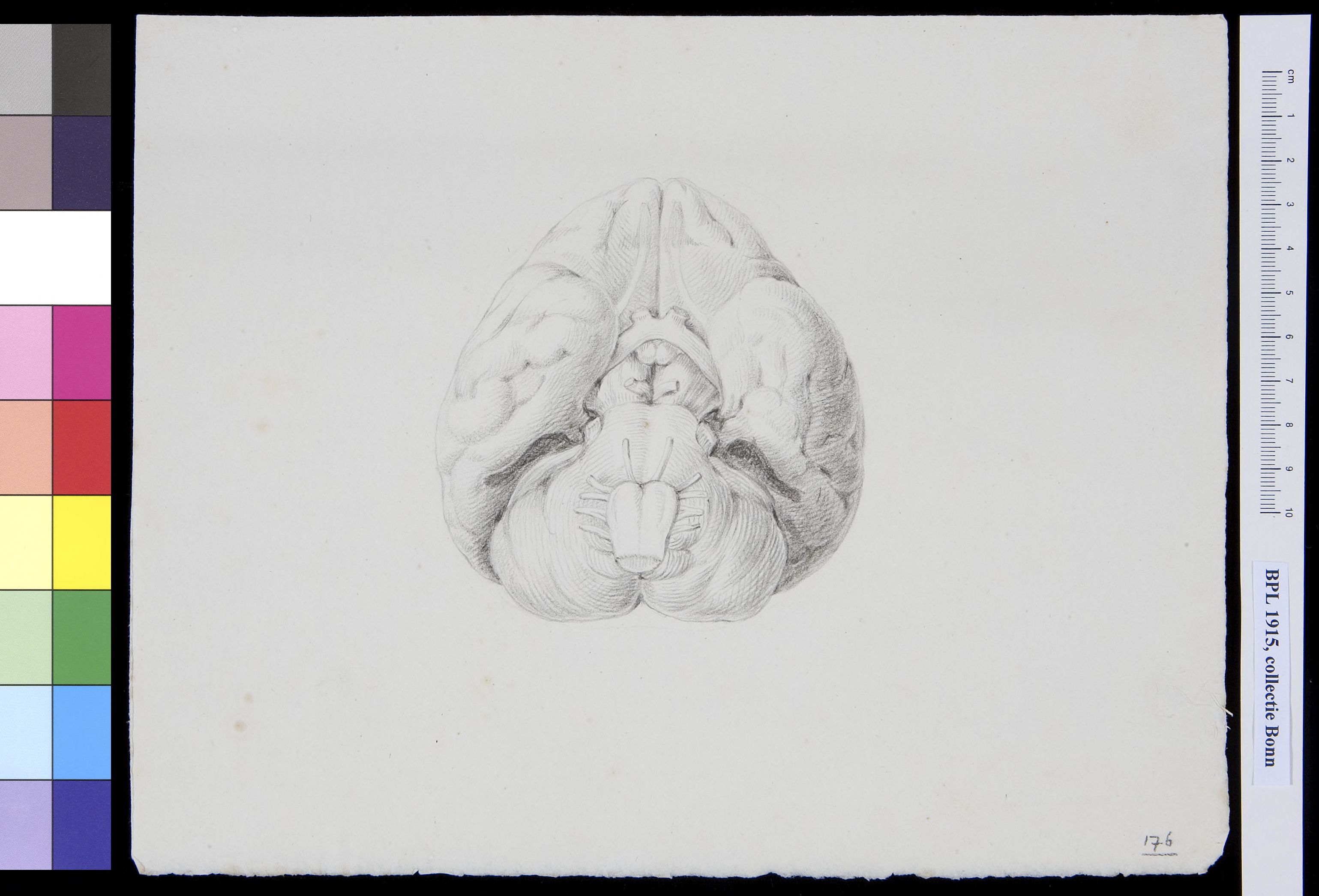 Brain seen from below