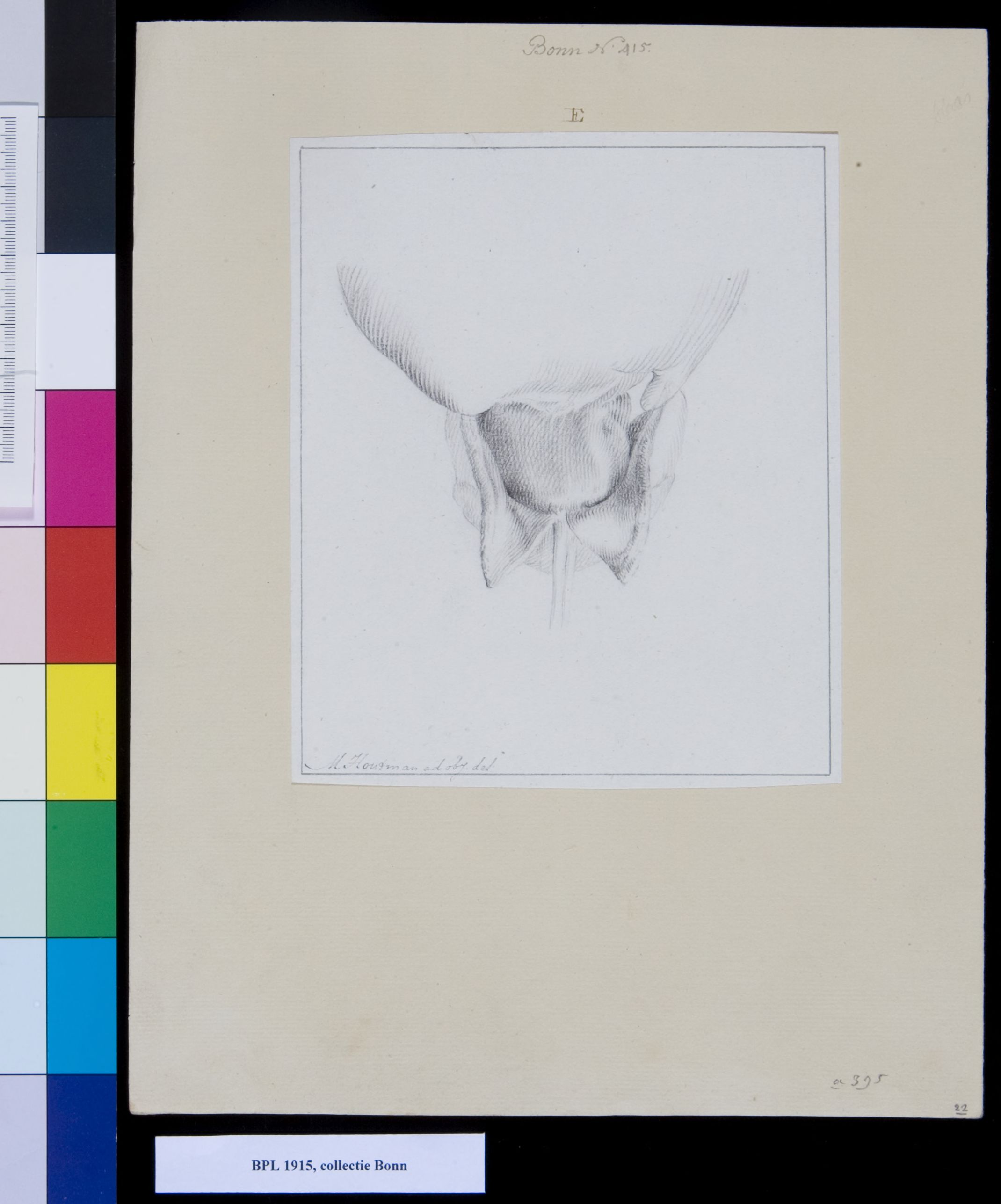Bladder