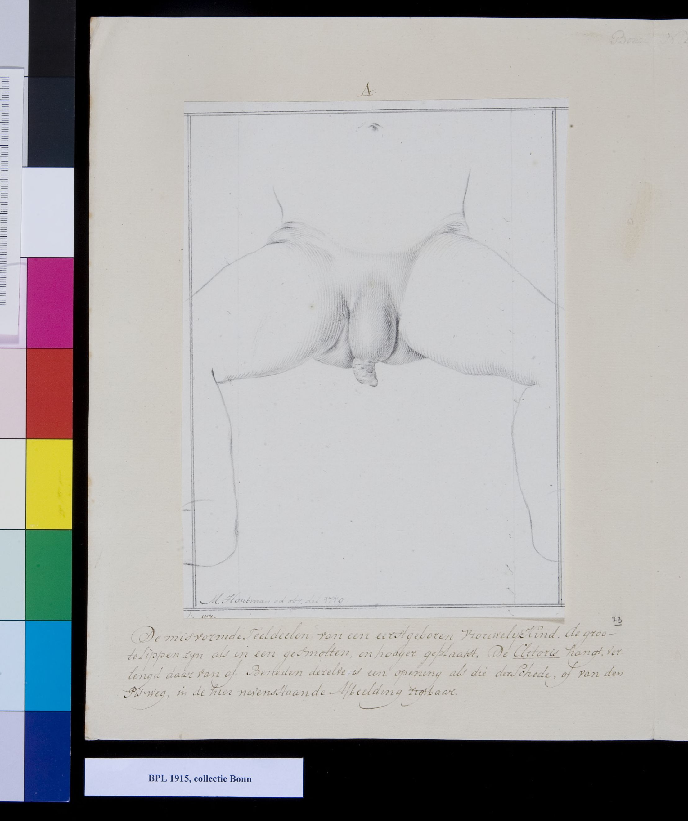 Genitals (hermaphrodite)