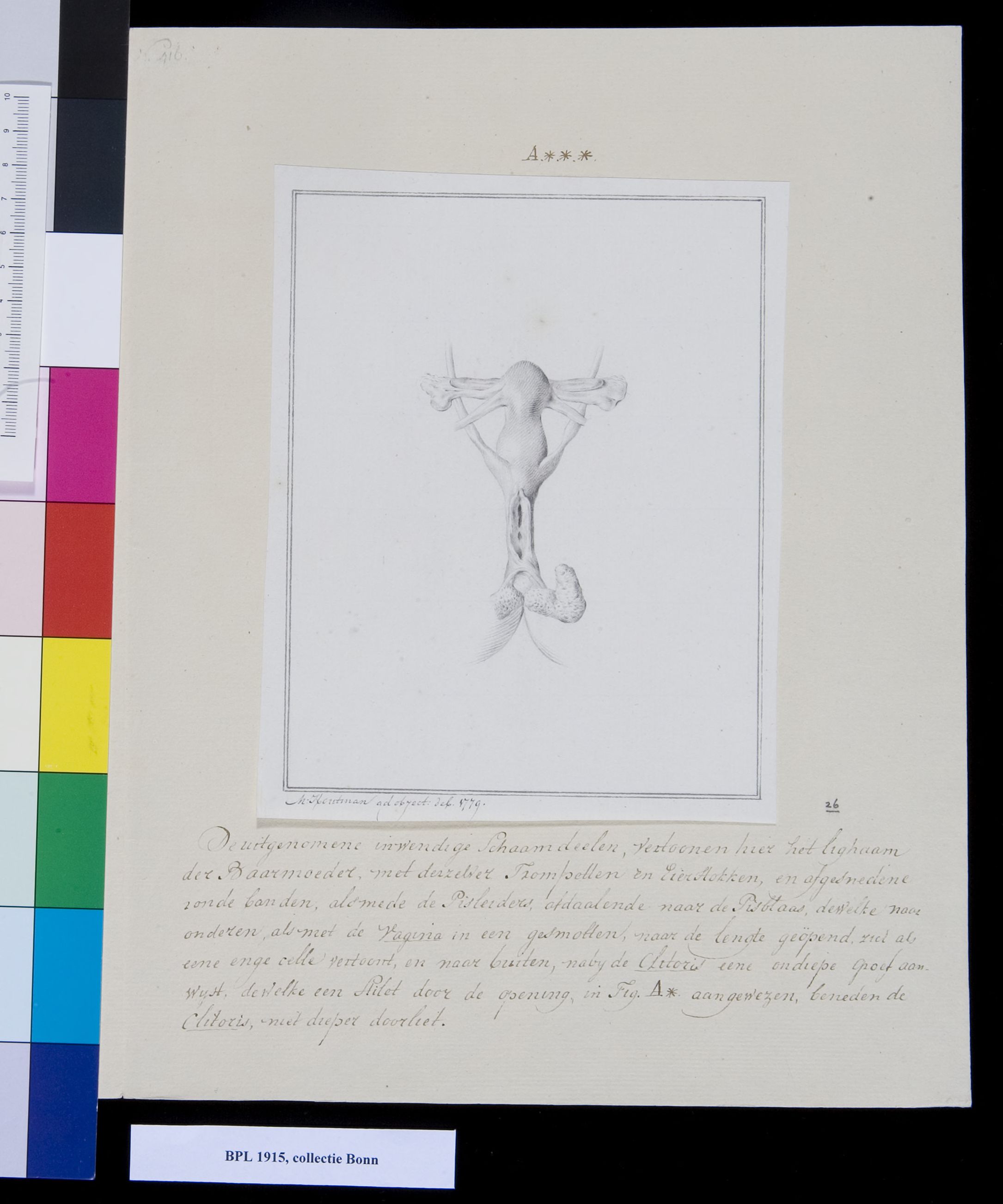 Reproductive system (hermaphrodite)