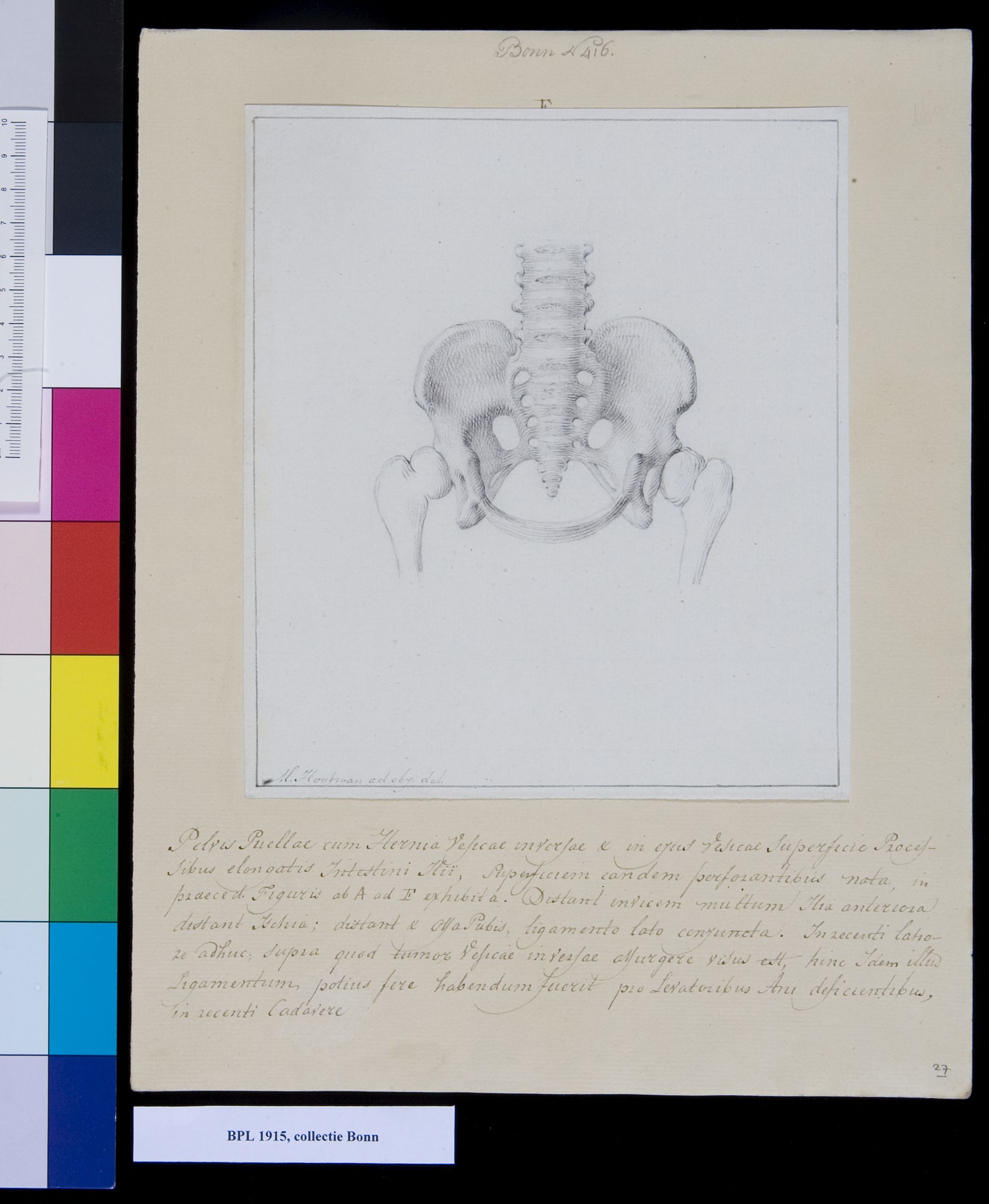 Pelvis