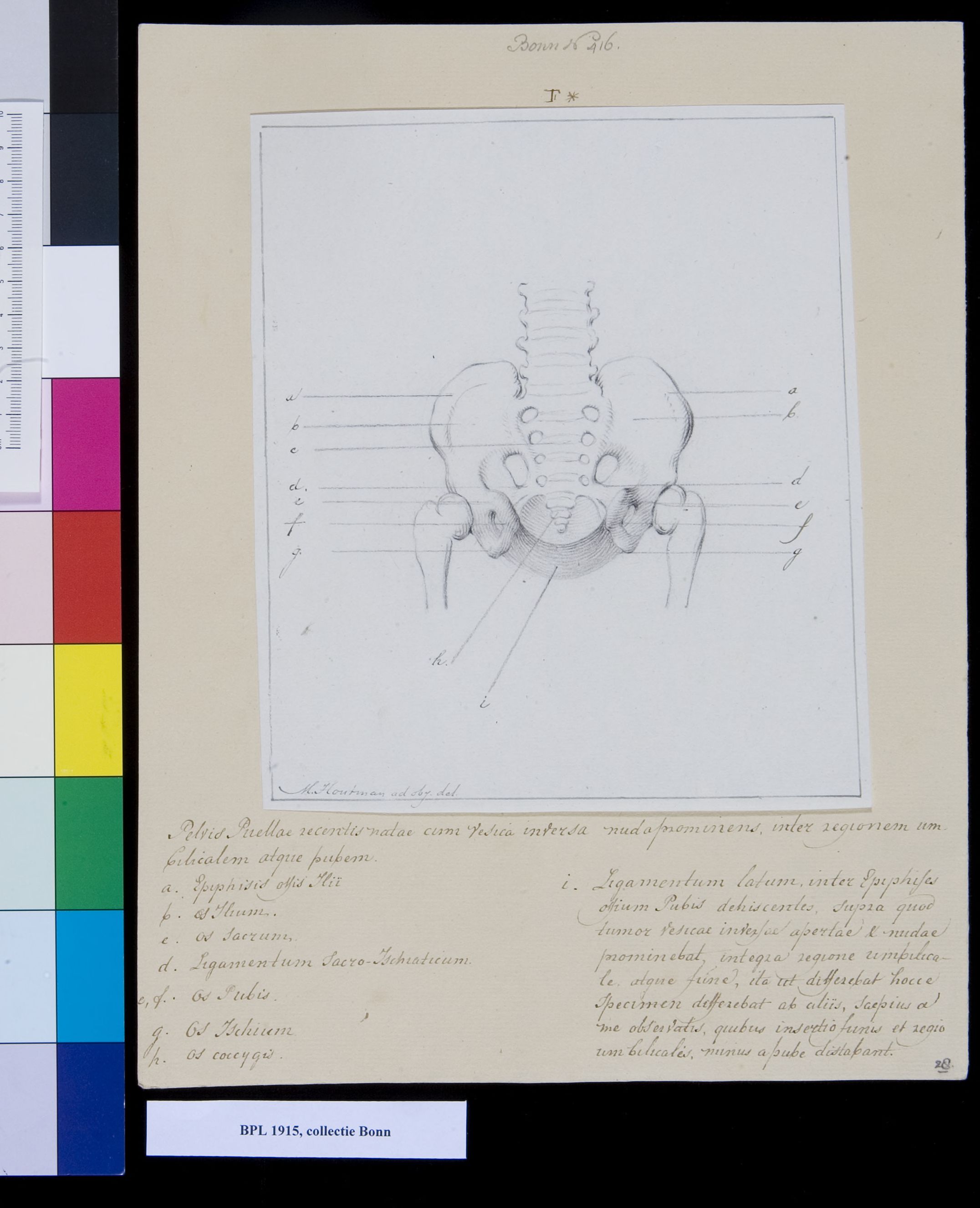Pelvis