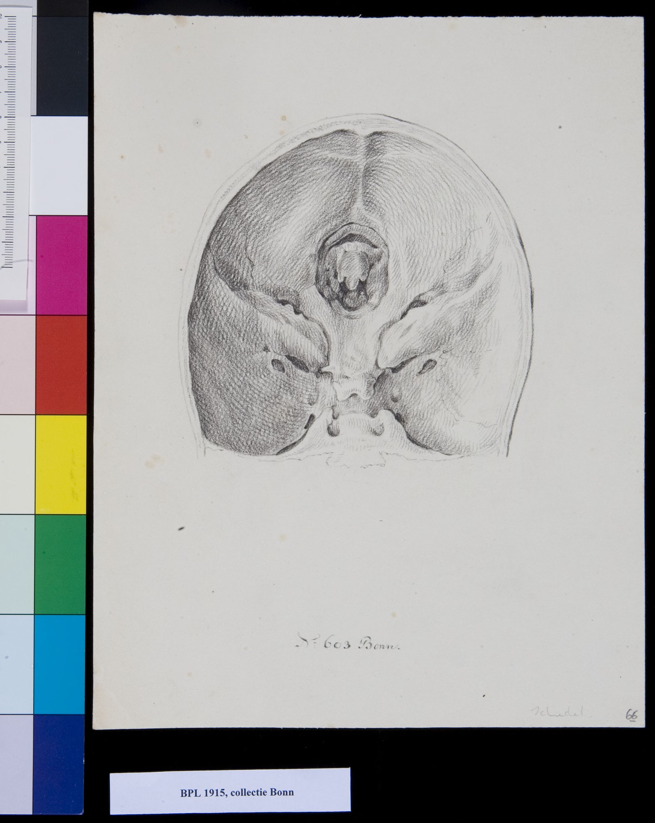 Skull, view from below