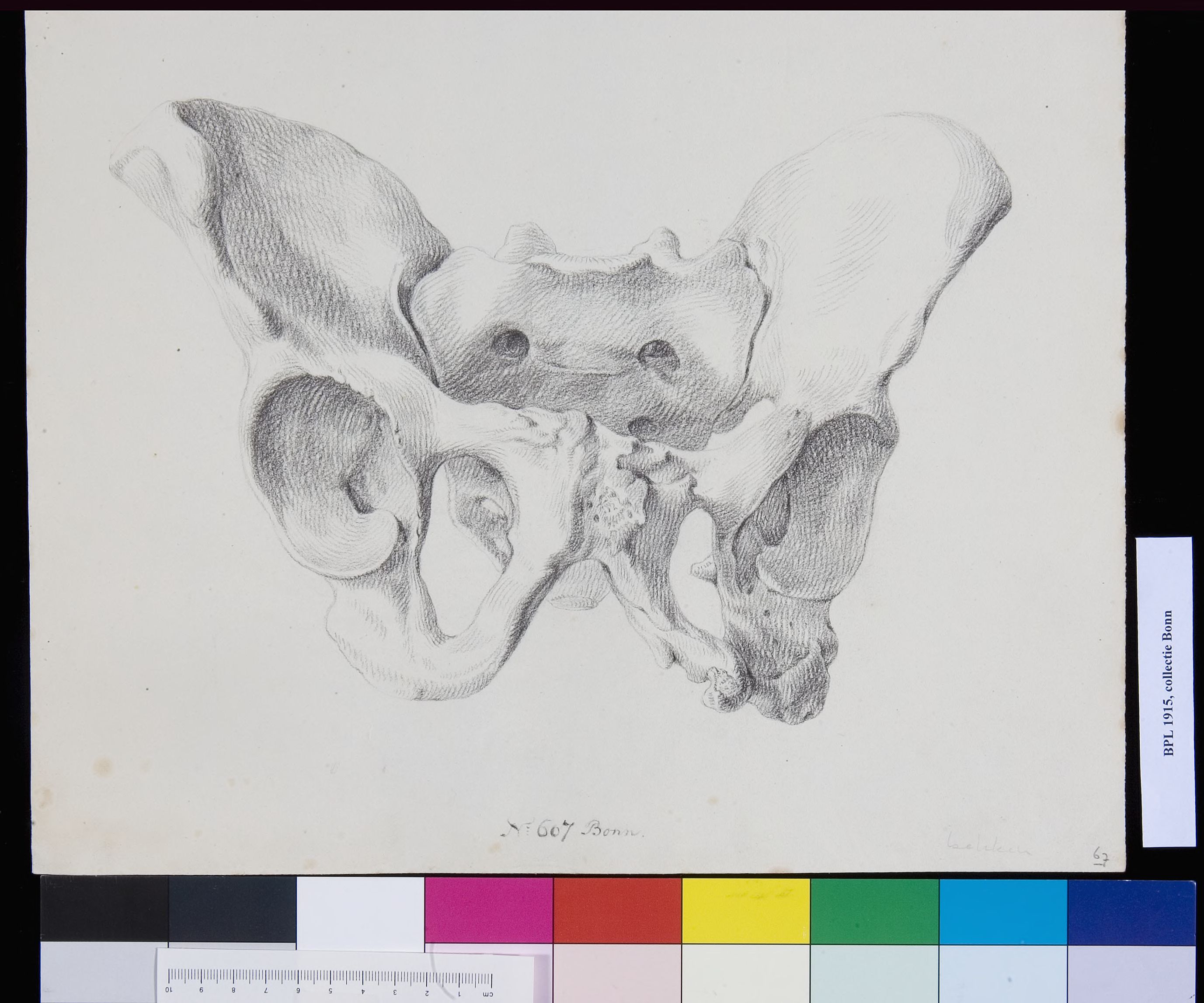 Pelvis