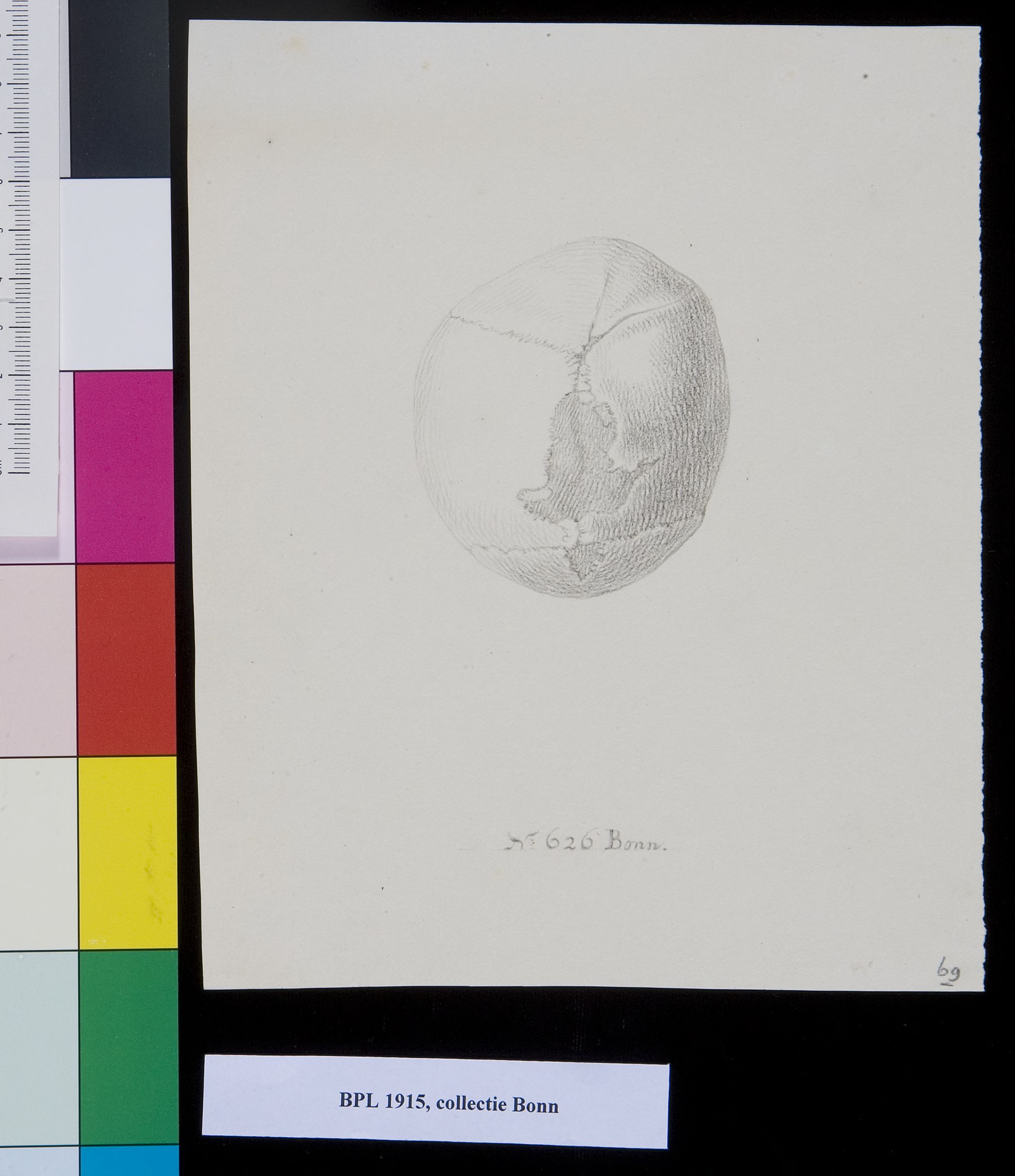 Skull, view from above