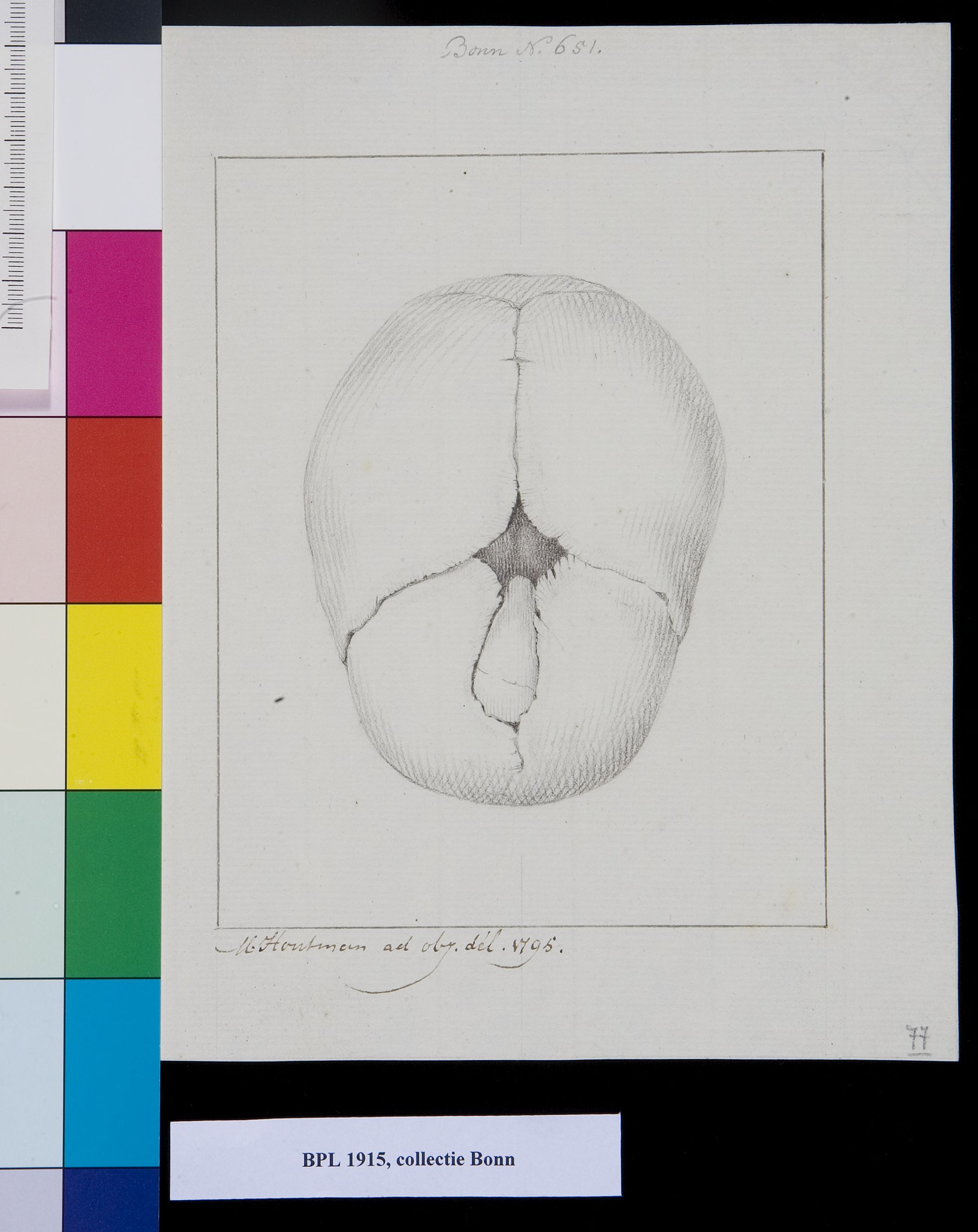 Child's skull, view from above