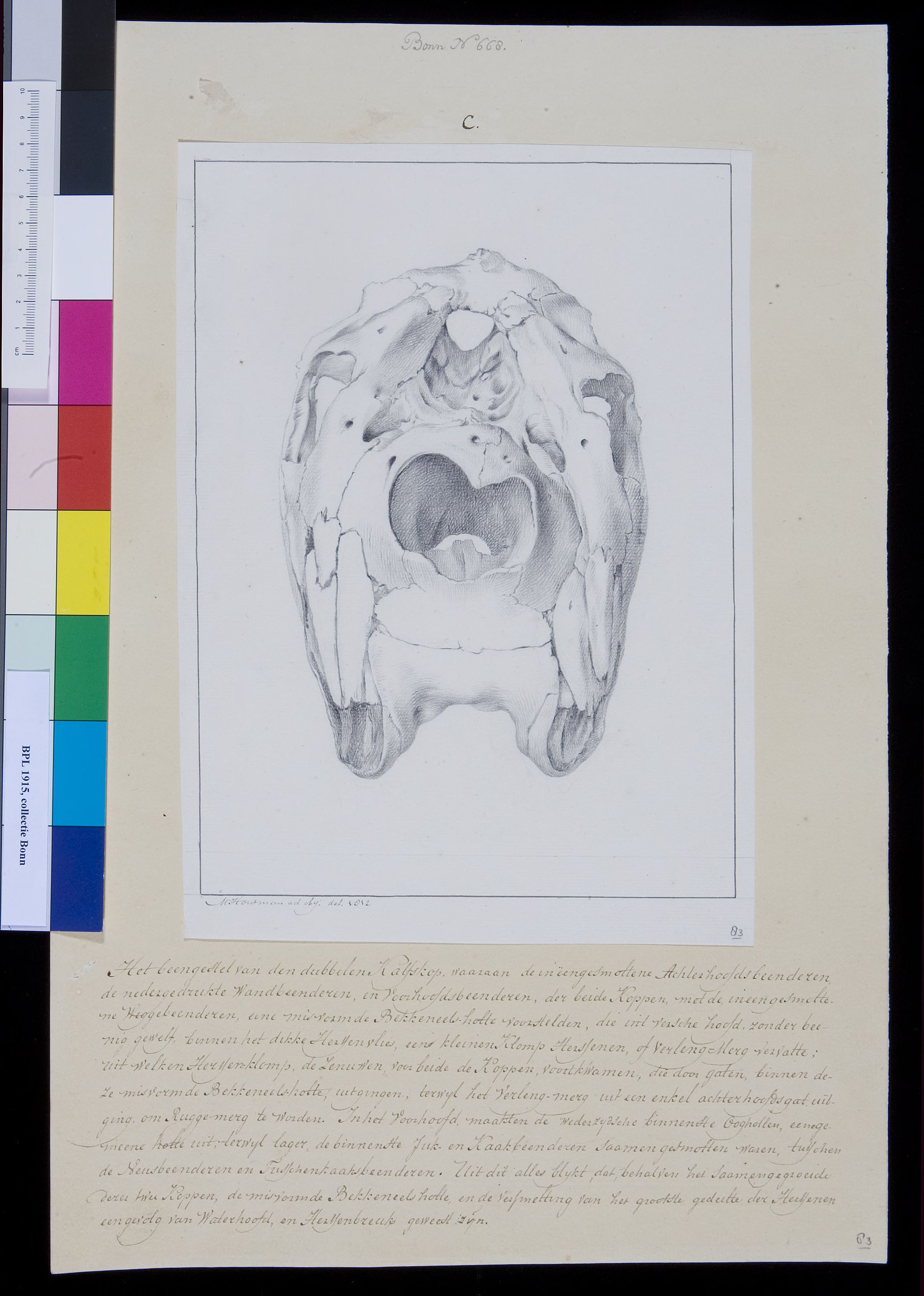 Animals: skull of calf with two heads