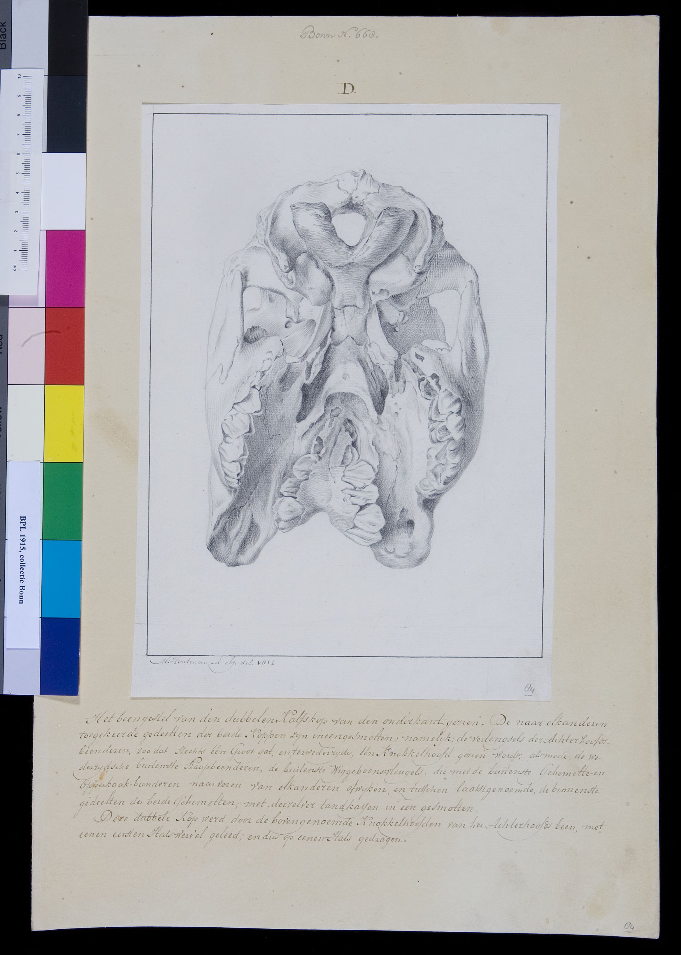 Animals: skull of calf with two heads