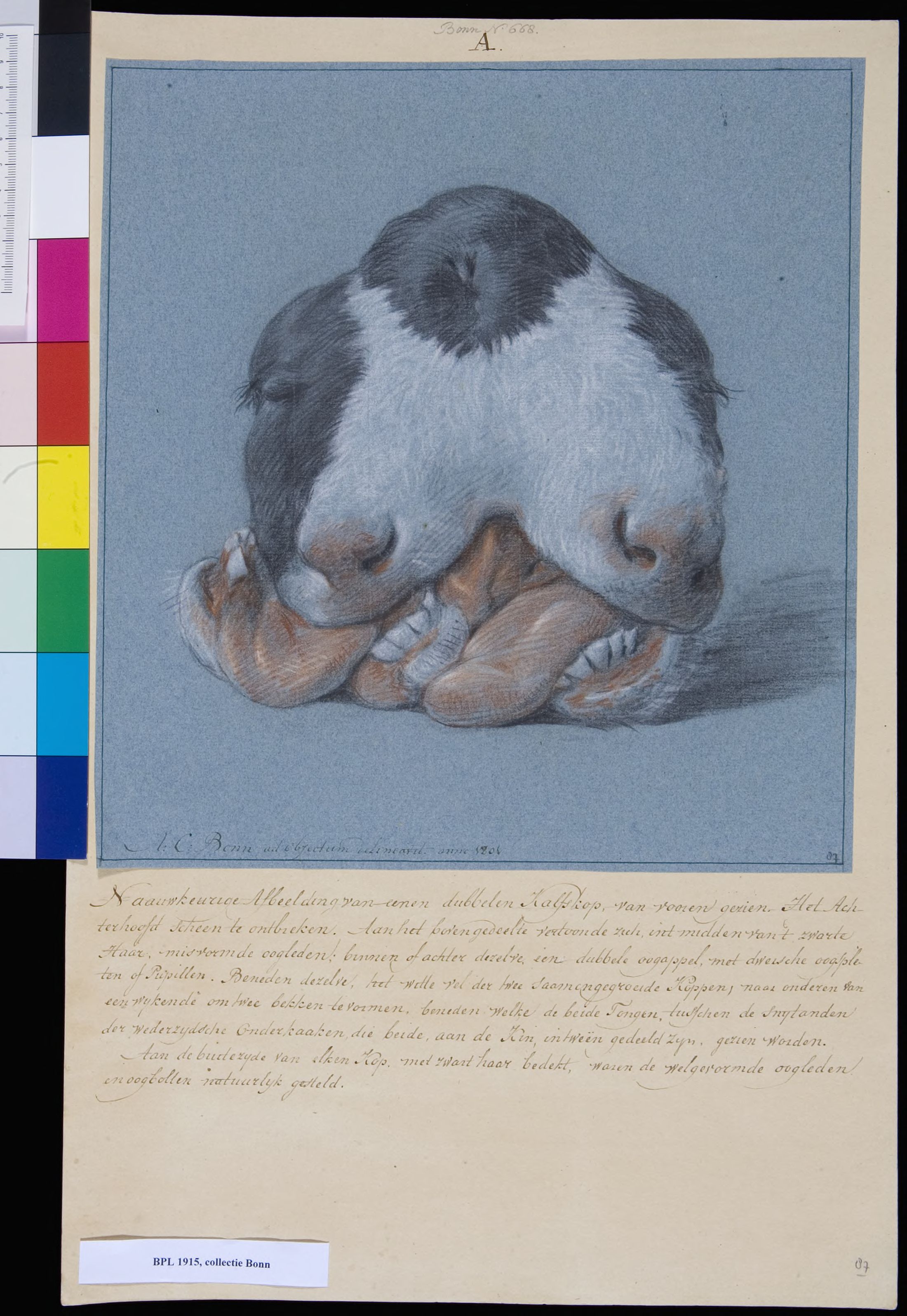 Animals: double-headed calf