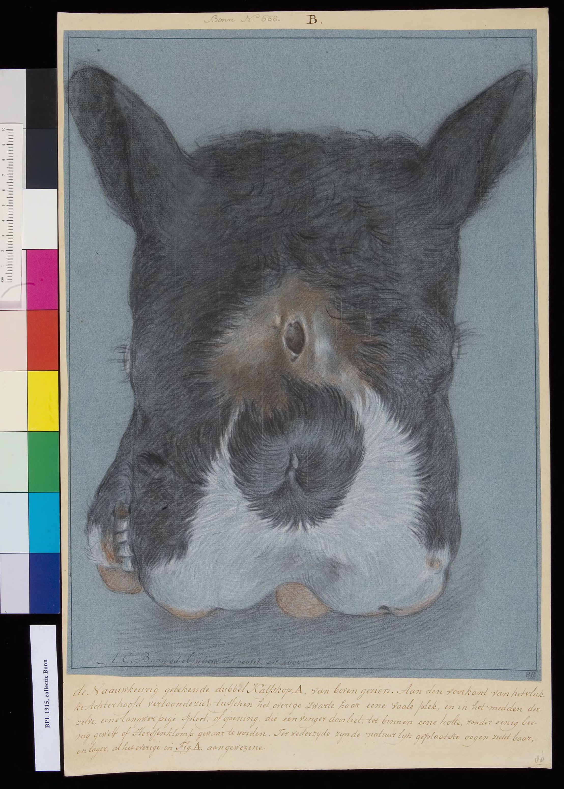 Animals: double-headed calf