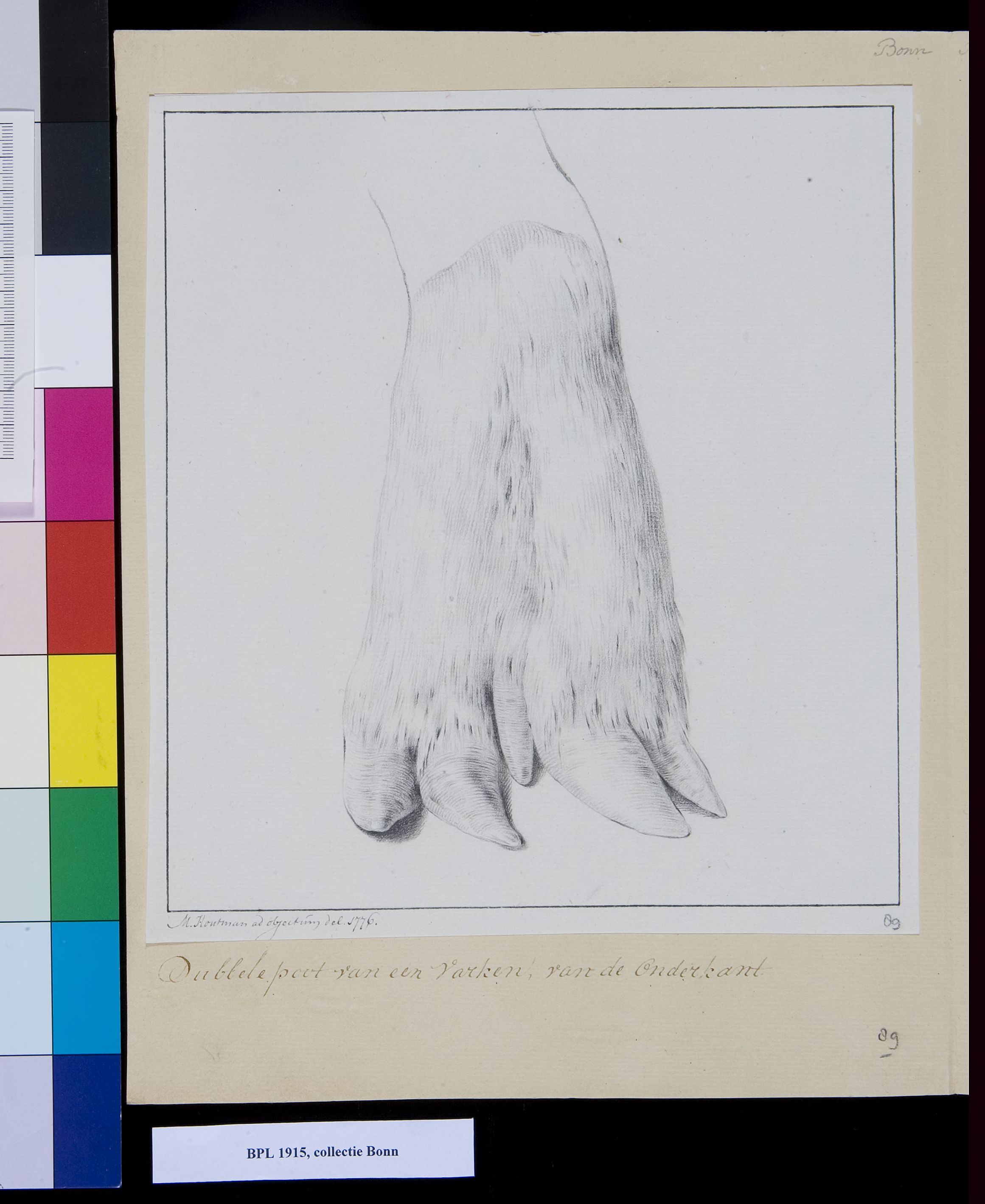 Animals: double leg of a pig