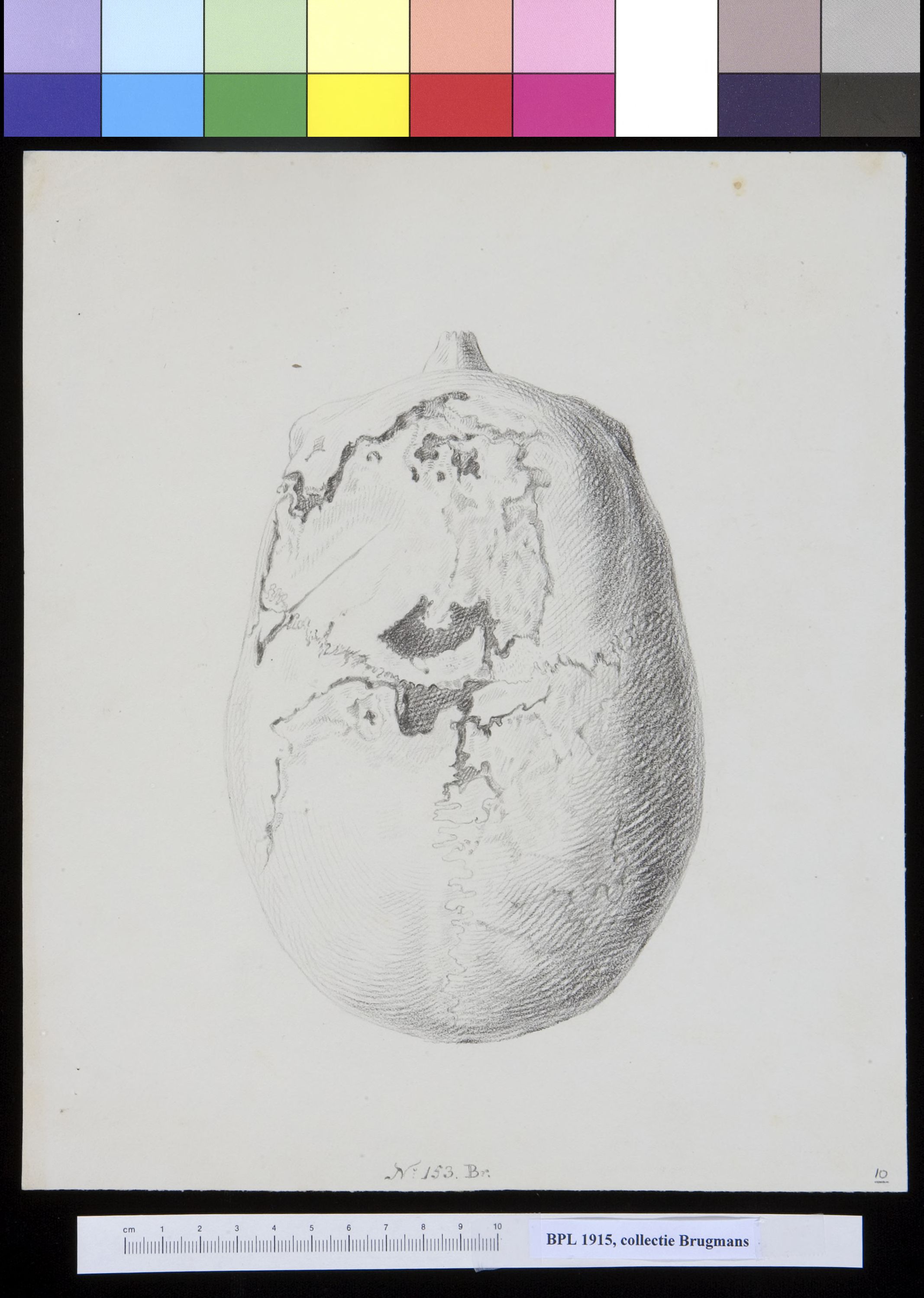 Skull with several holes, lateral view