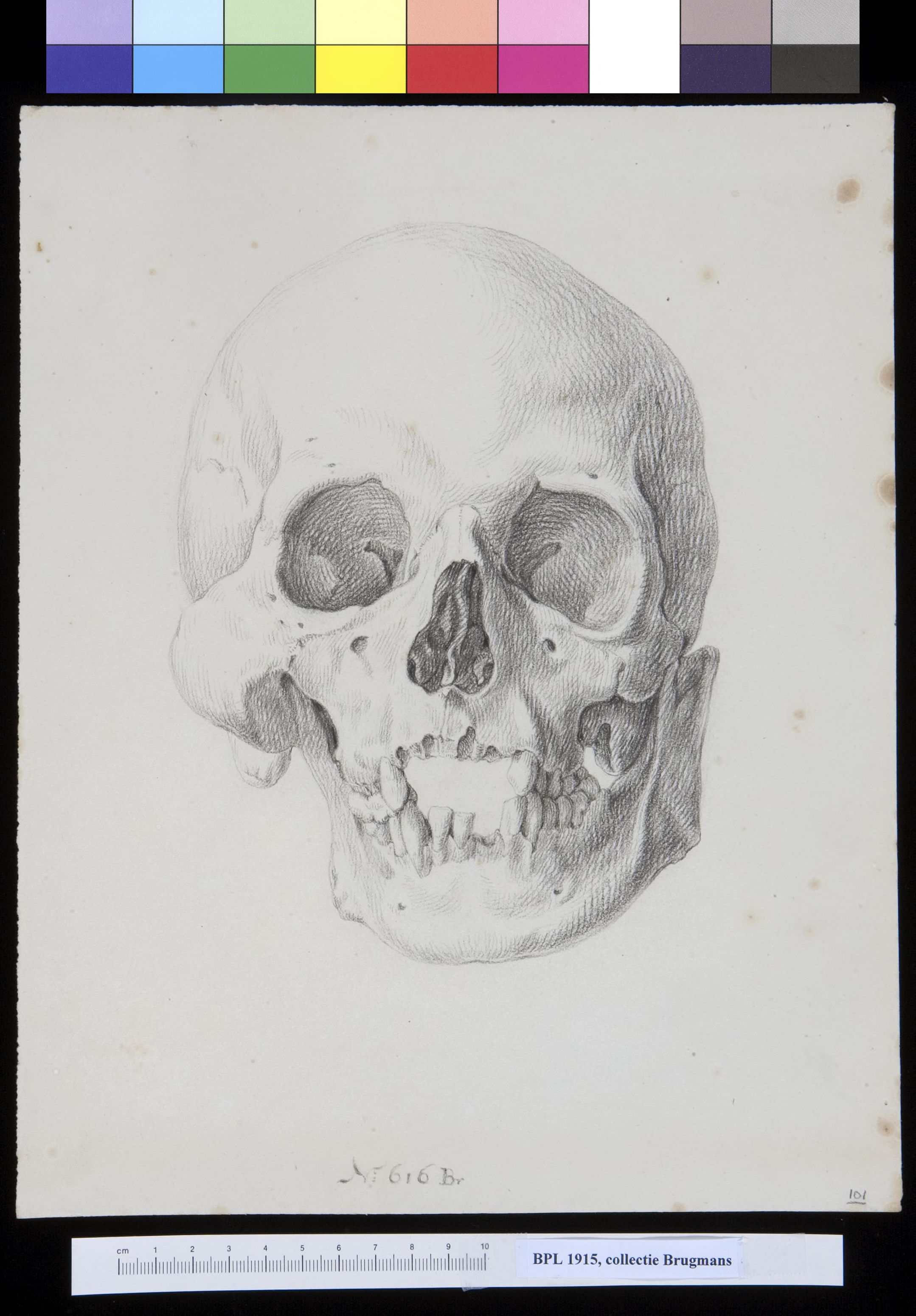 Skull, frontal view