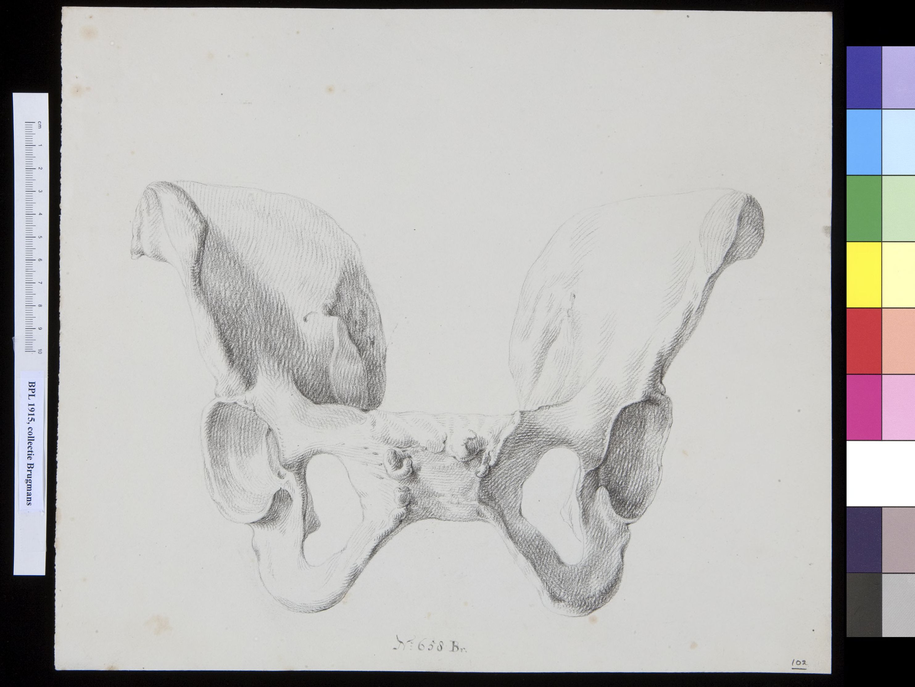 Pelvis