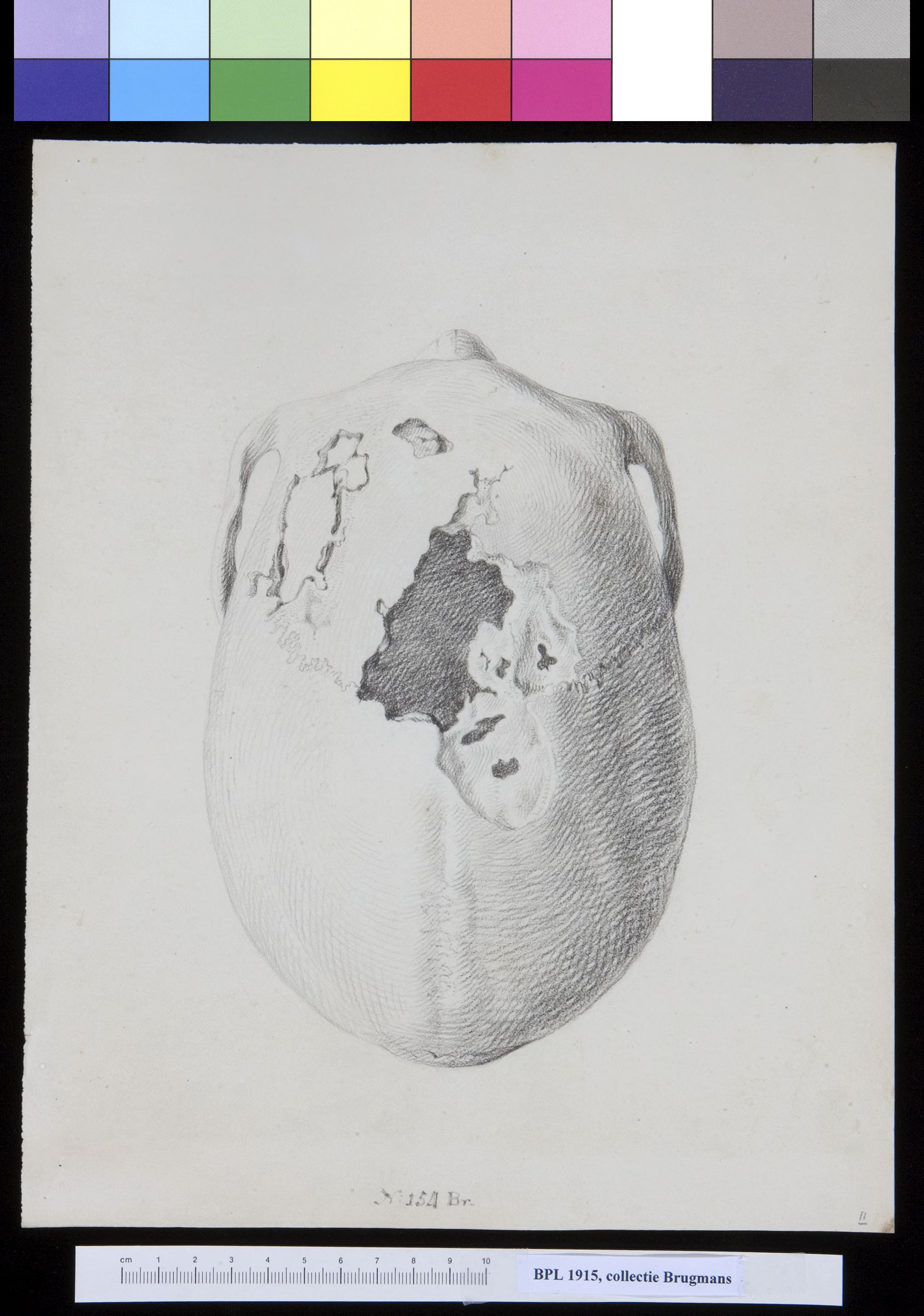Skull with several holes, view from above
