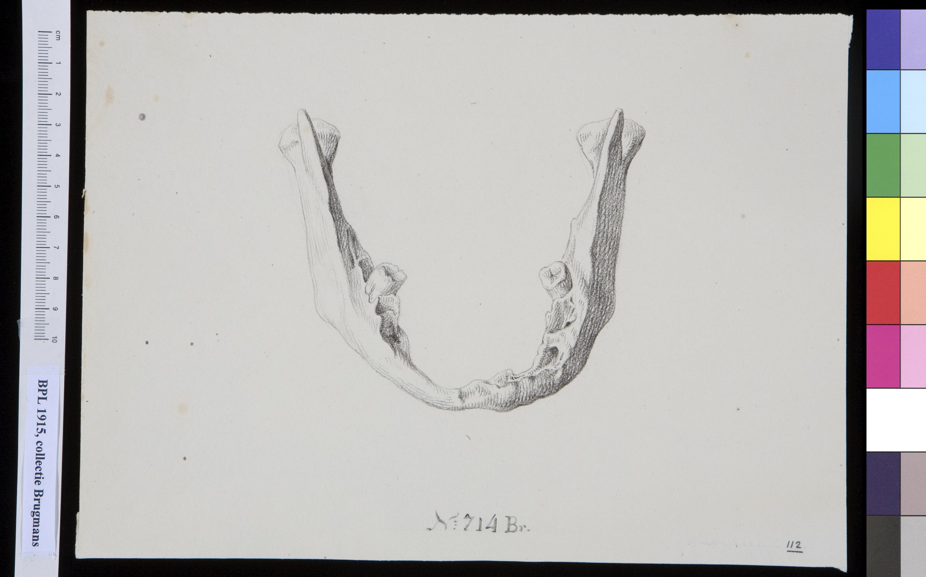 Lower jaw