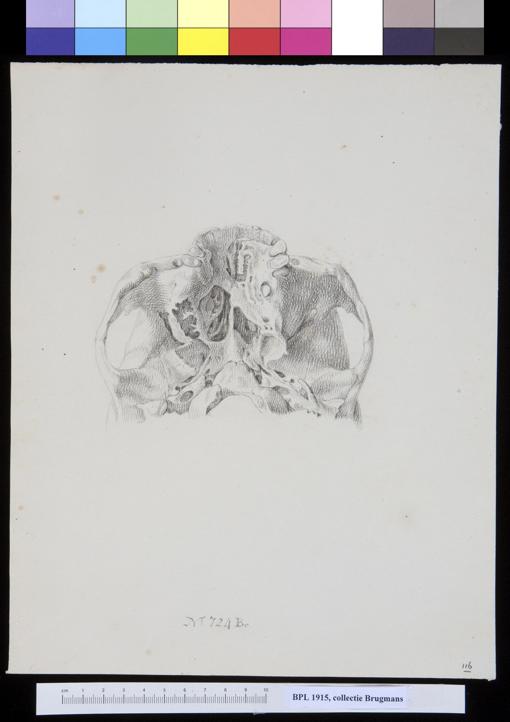 Skull, view from below