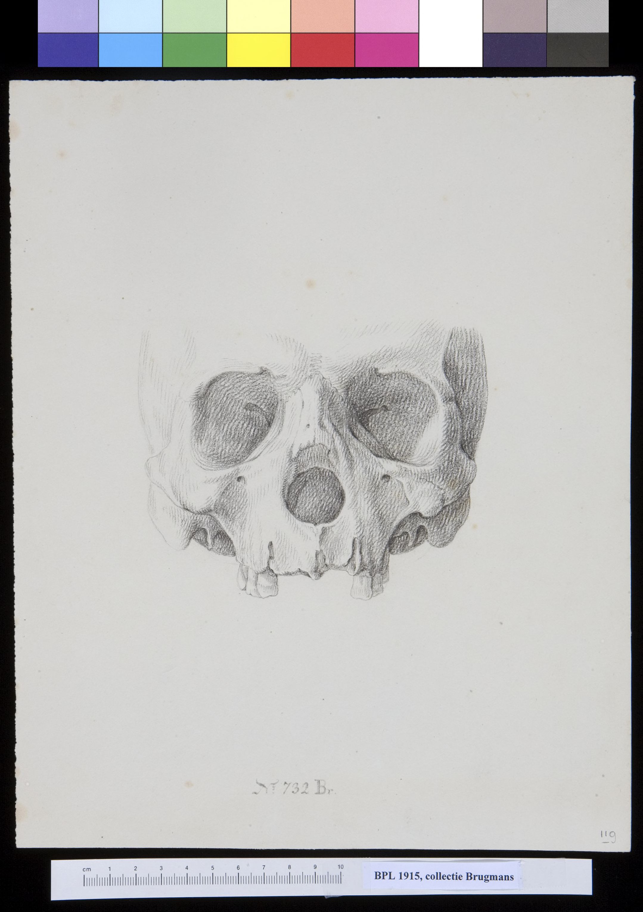 Skull, frontal view