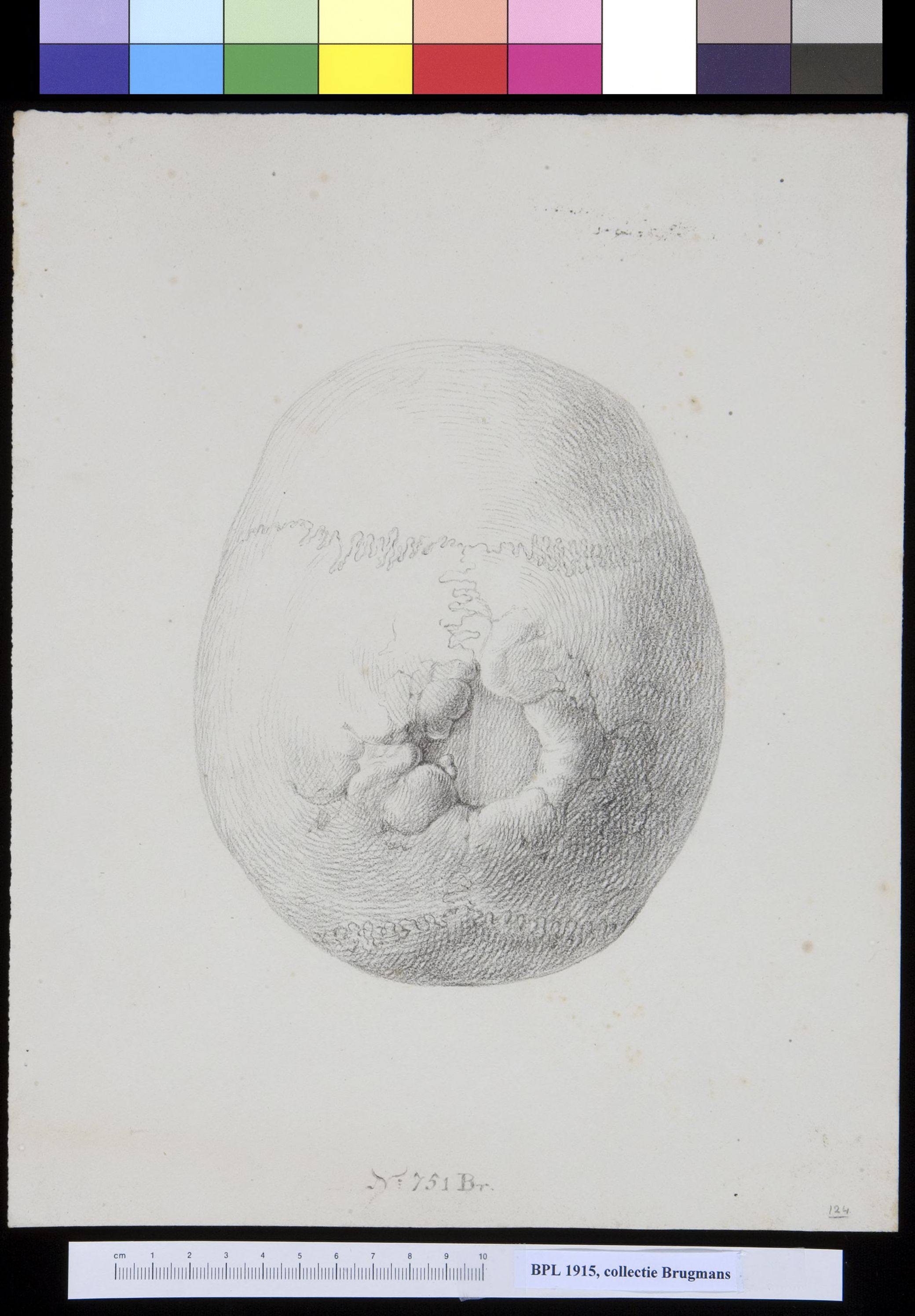 Skull, view from above