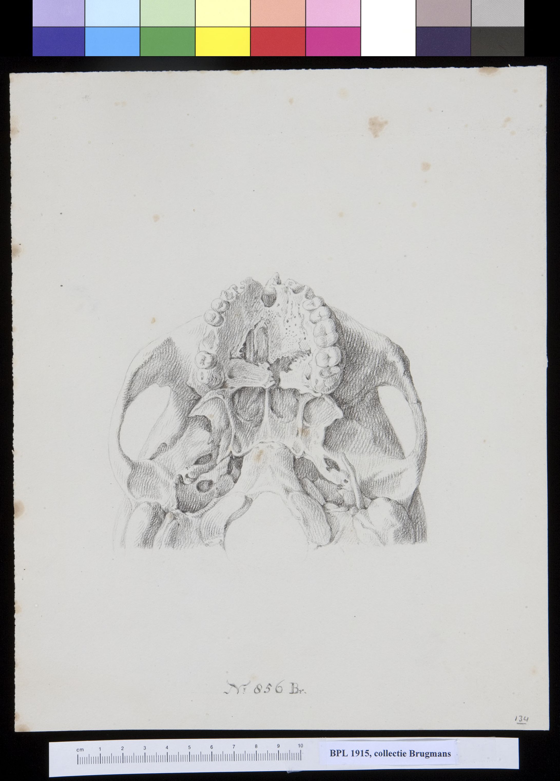 Skull, view from below