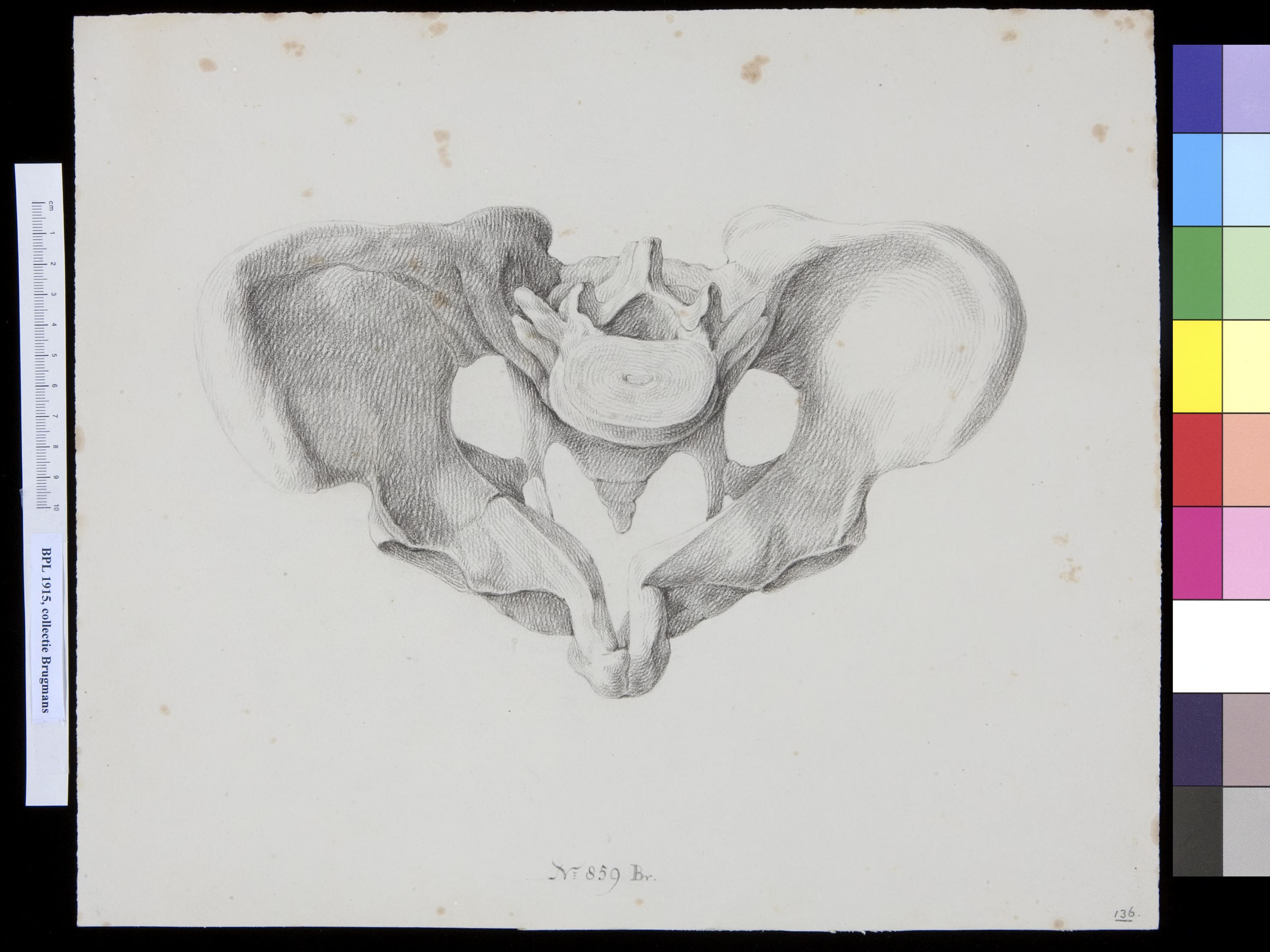 Pelvis