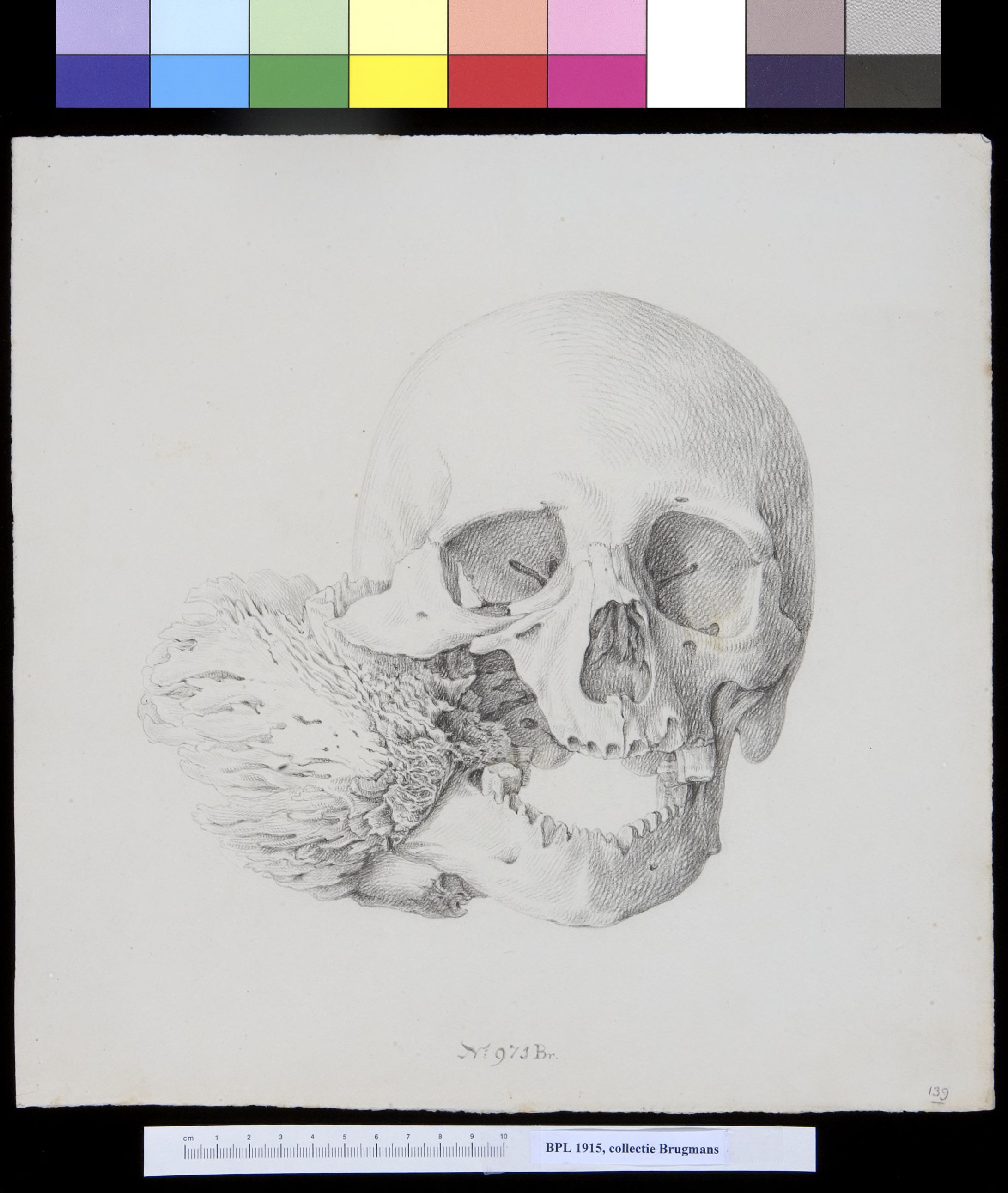 Skull, frontal view