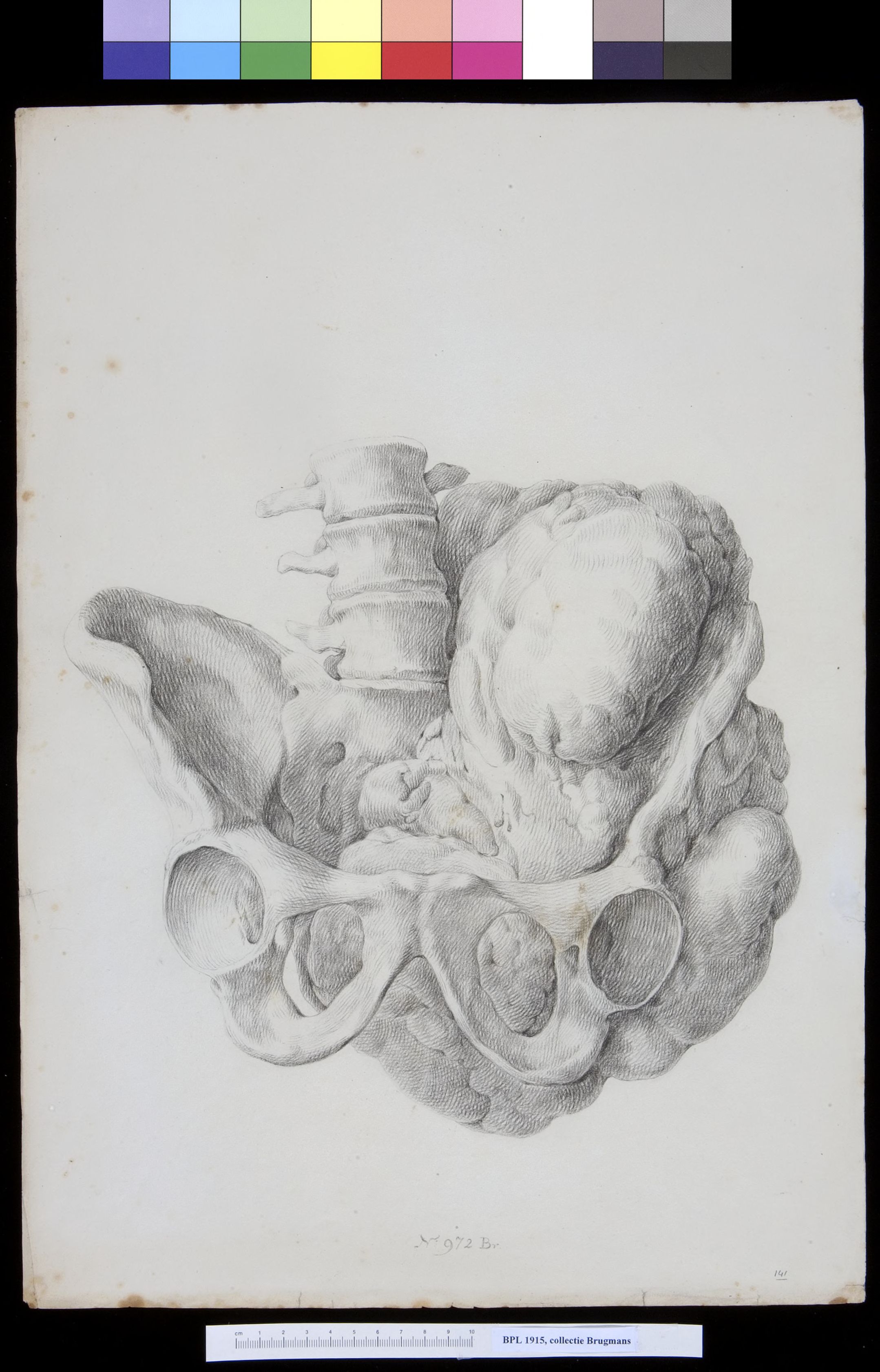 Pelvis, frontal view