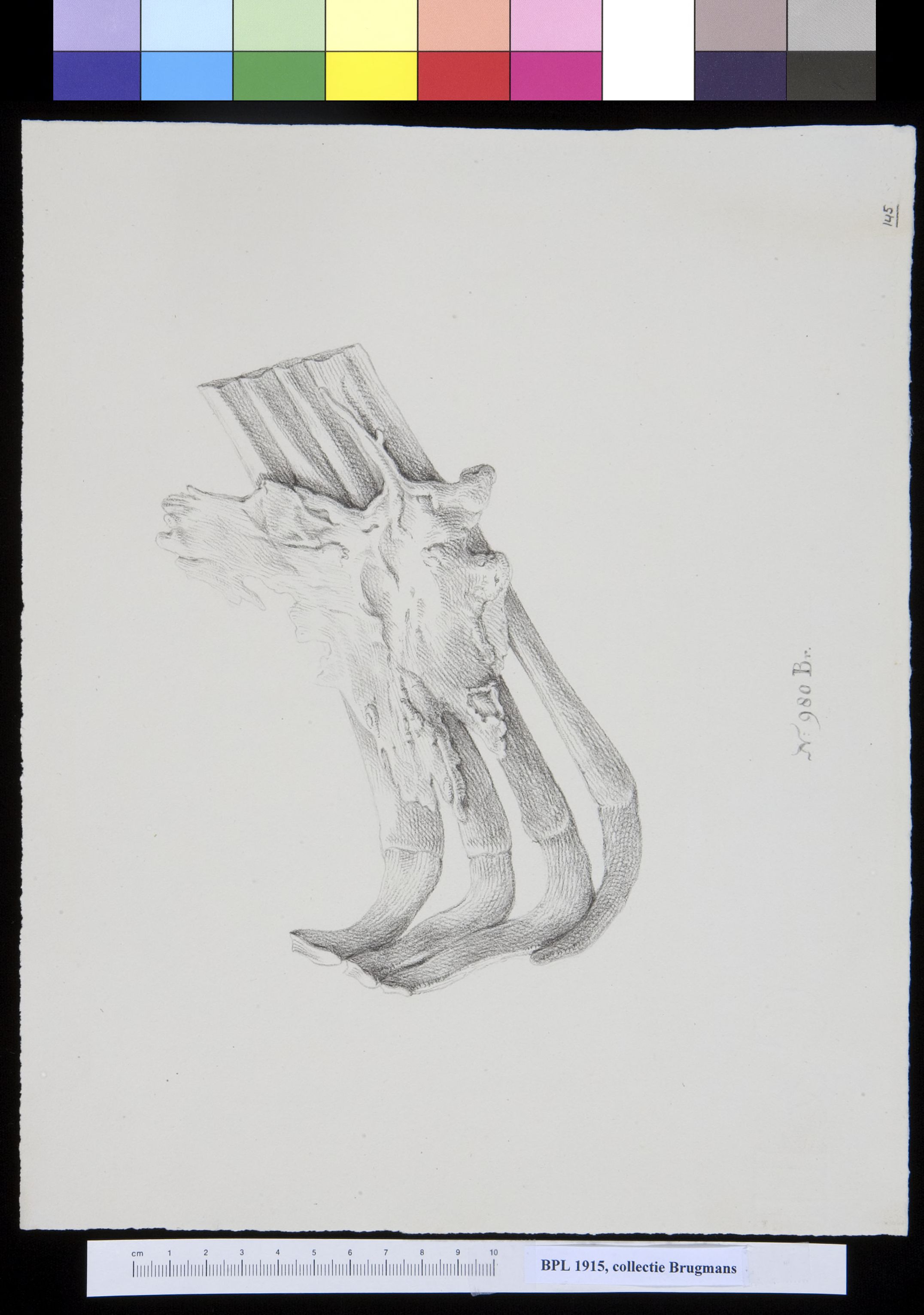 Ribs, deformed