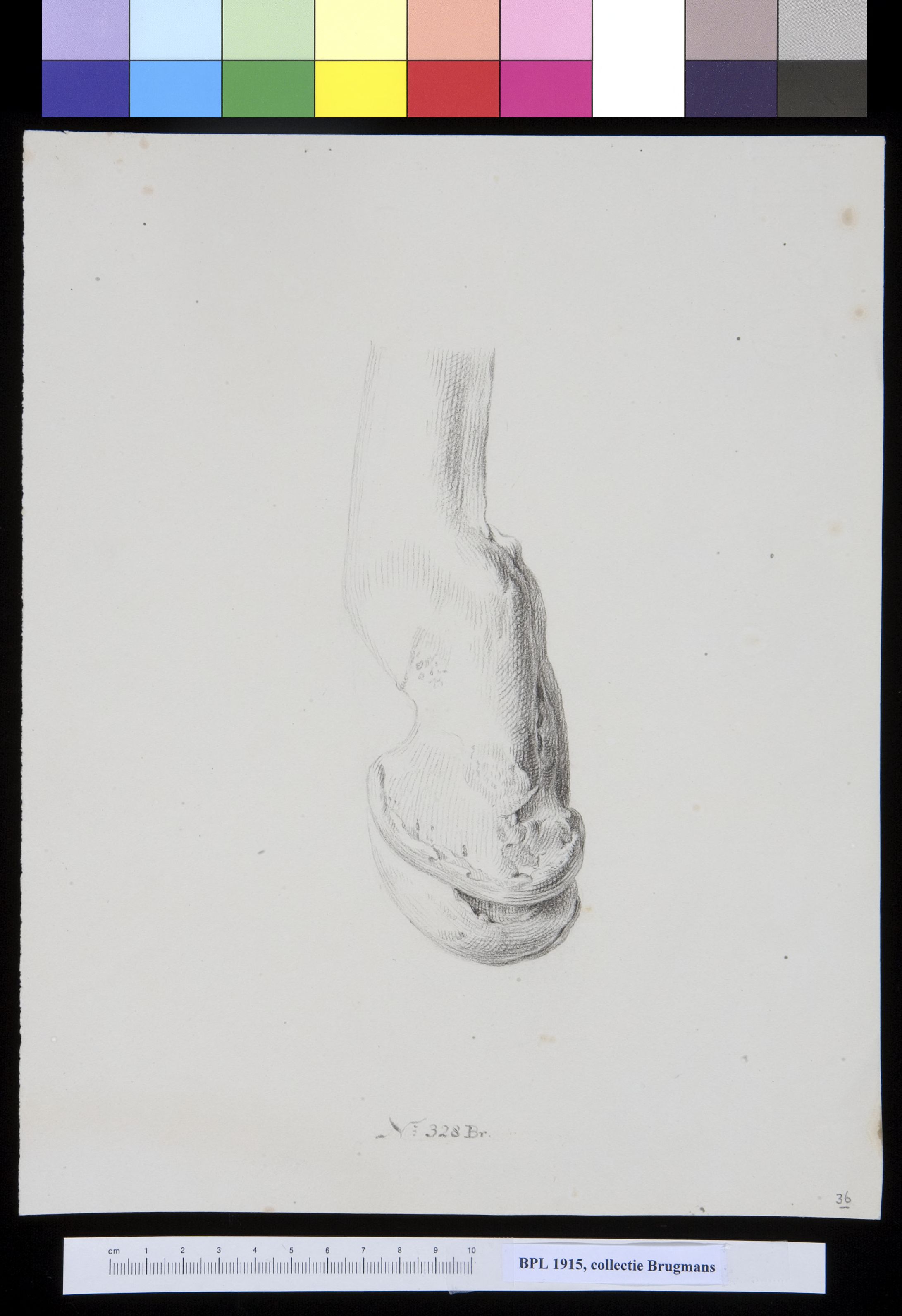 Bone of the leg