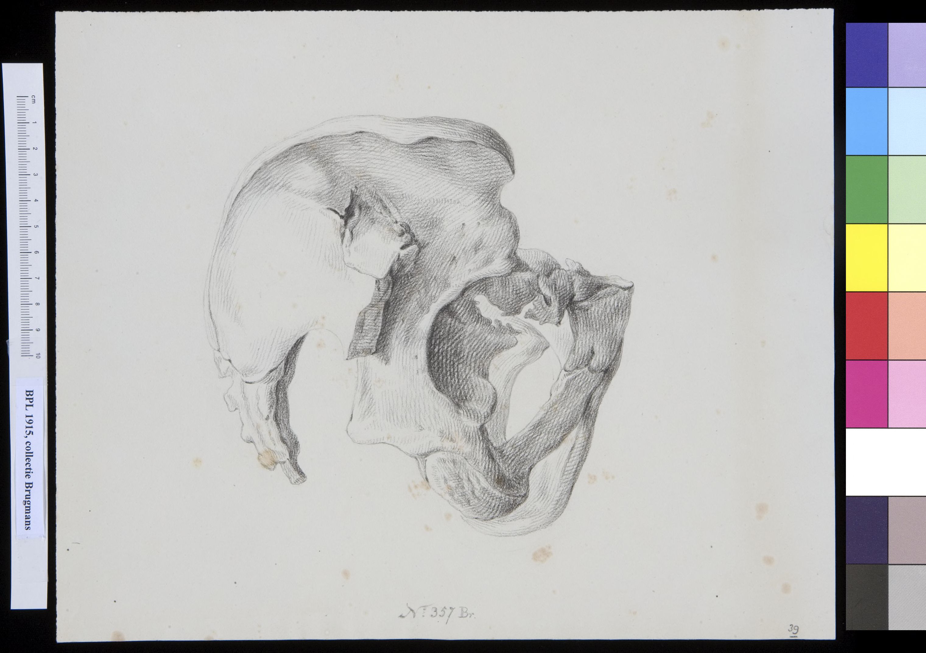 Pelvis